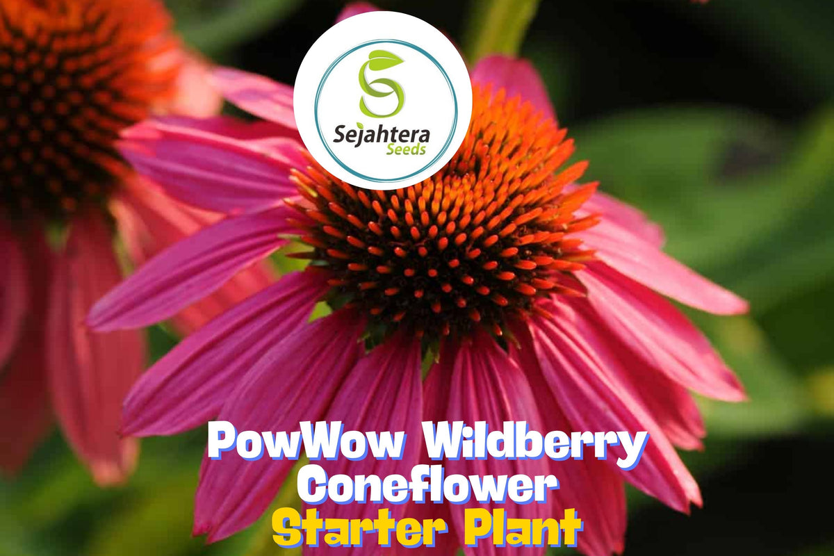 Echinacea 'PowWow Wildberry' Coneflower – Live Starter Plant in 3” Pot