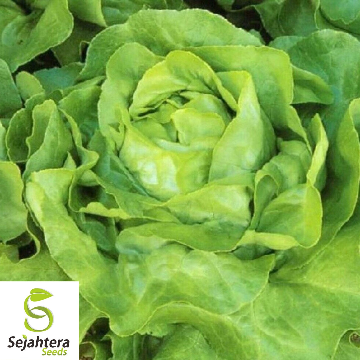 600+ White Boston Lettuce Seeds - Butterhead, Non-GMO, Crisp Garden Variety
