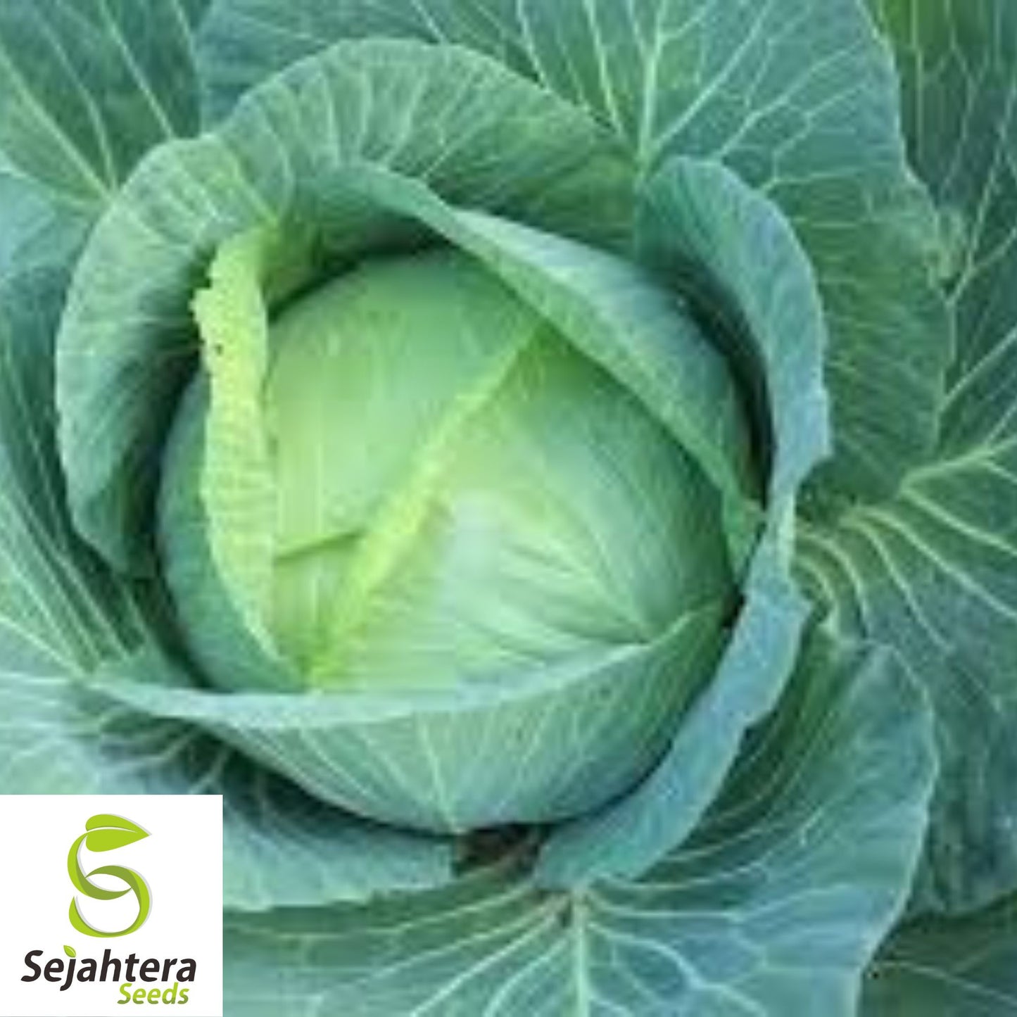 All Seasons Cabbage Seeds - 1000+ Heirloom, Organic, Non-GMO & High-Yield