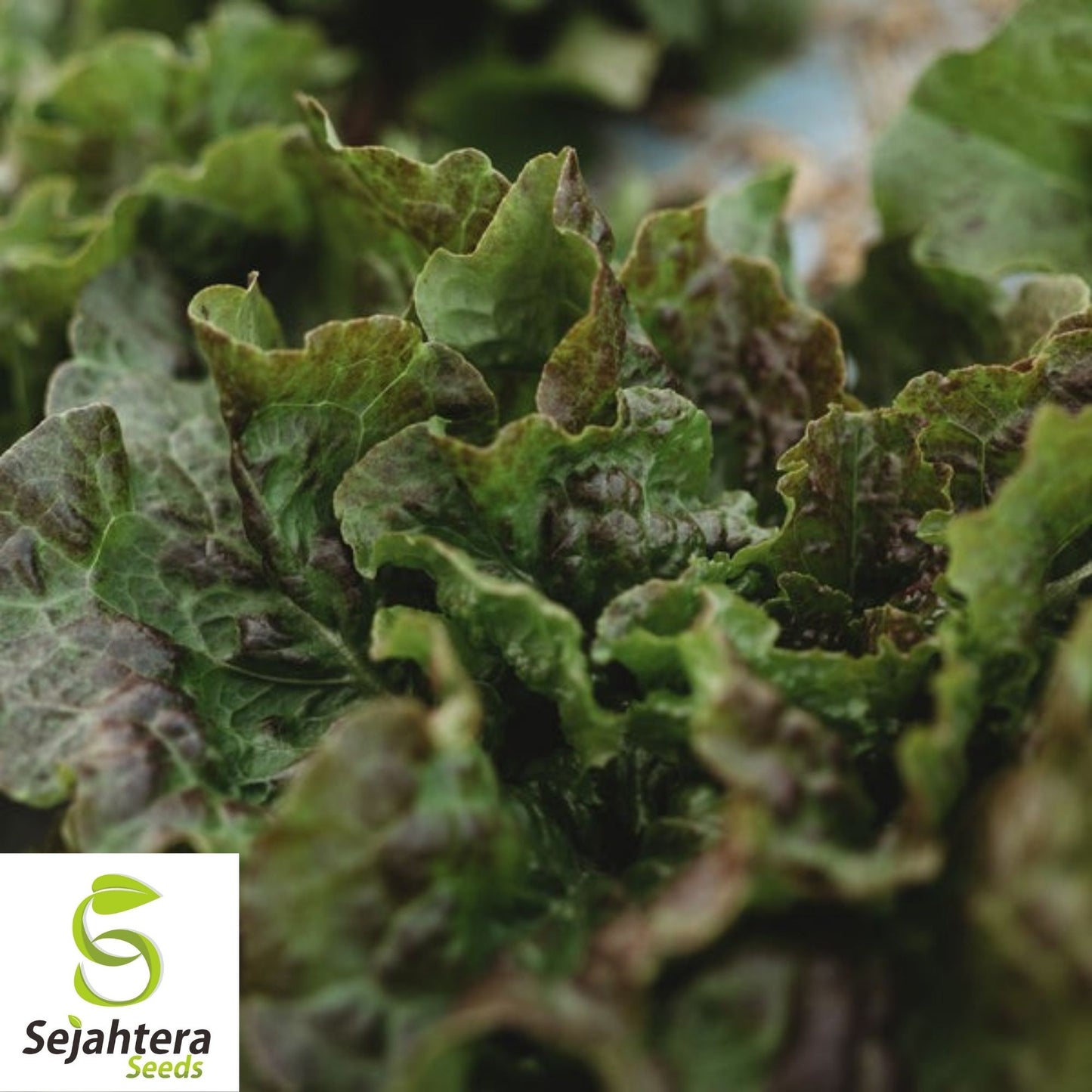 Bronze Mignonette Lettuce Seeds 600+ | Heirloom Vegetable NON-GMO USA