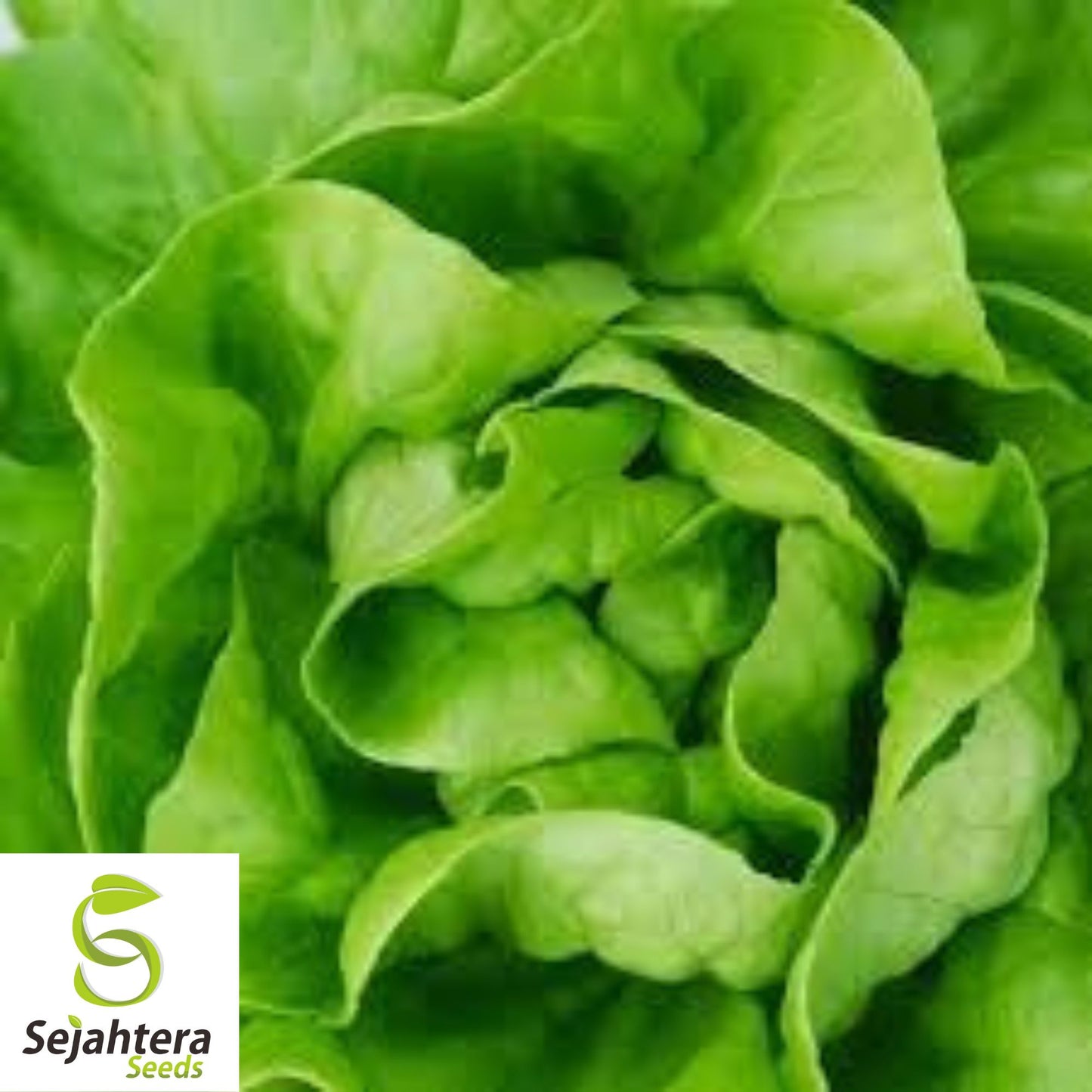 600+ White Boston Lettuce Seeds - Butterhead, Non-GMO, Crisp Garden Variety