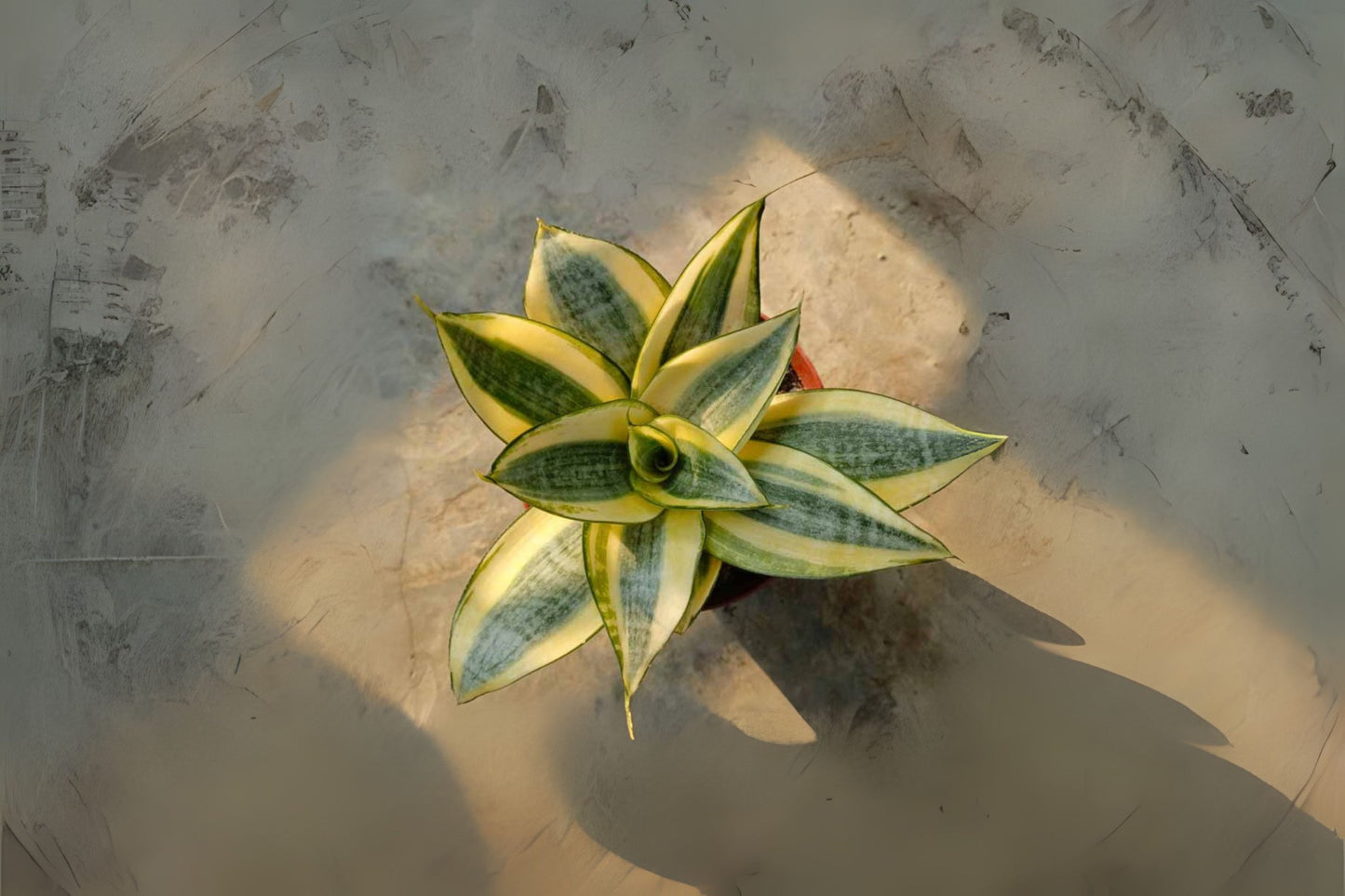 Sansevieria Golden Hahnii 4-Inch Pot | Compact Snake Plant with Yellow Variegation | Sansevieria trifasciata 'Golden Hahnii'
