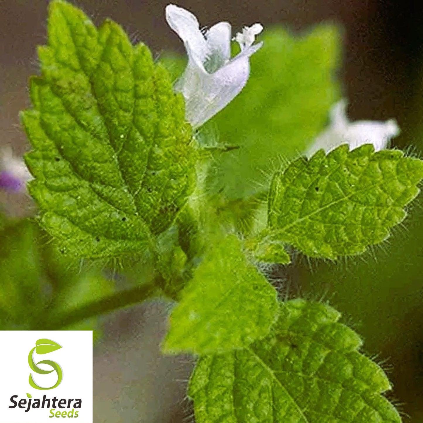500+ Lemon Balm Seeds - Herb, Perennial & Natural Mosquito Repellent
