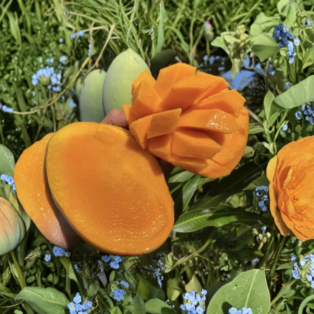 Mango Lover Collection – Mangifera indica 4 Grafted Live Trees | Premium Varieties | Backyard Orchard Starter Pack Alphonso • Mallika • Carrie • Maha Chanok | Sweet Tropical Selection