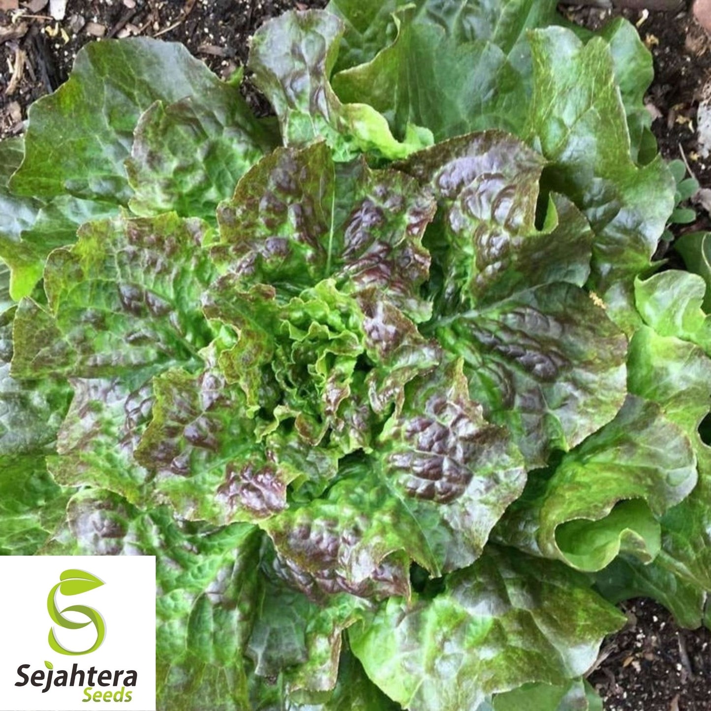 Bronze Mignonette Lettuce Seeds 600+ | Heirloom Vegetable NON-GMO USA