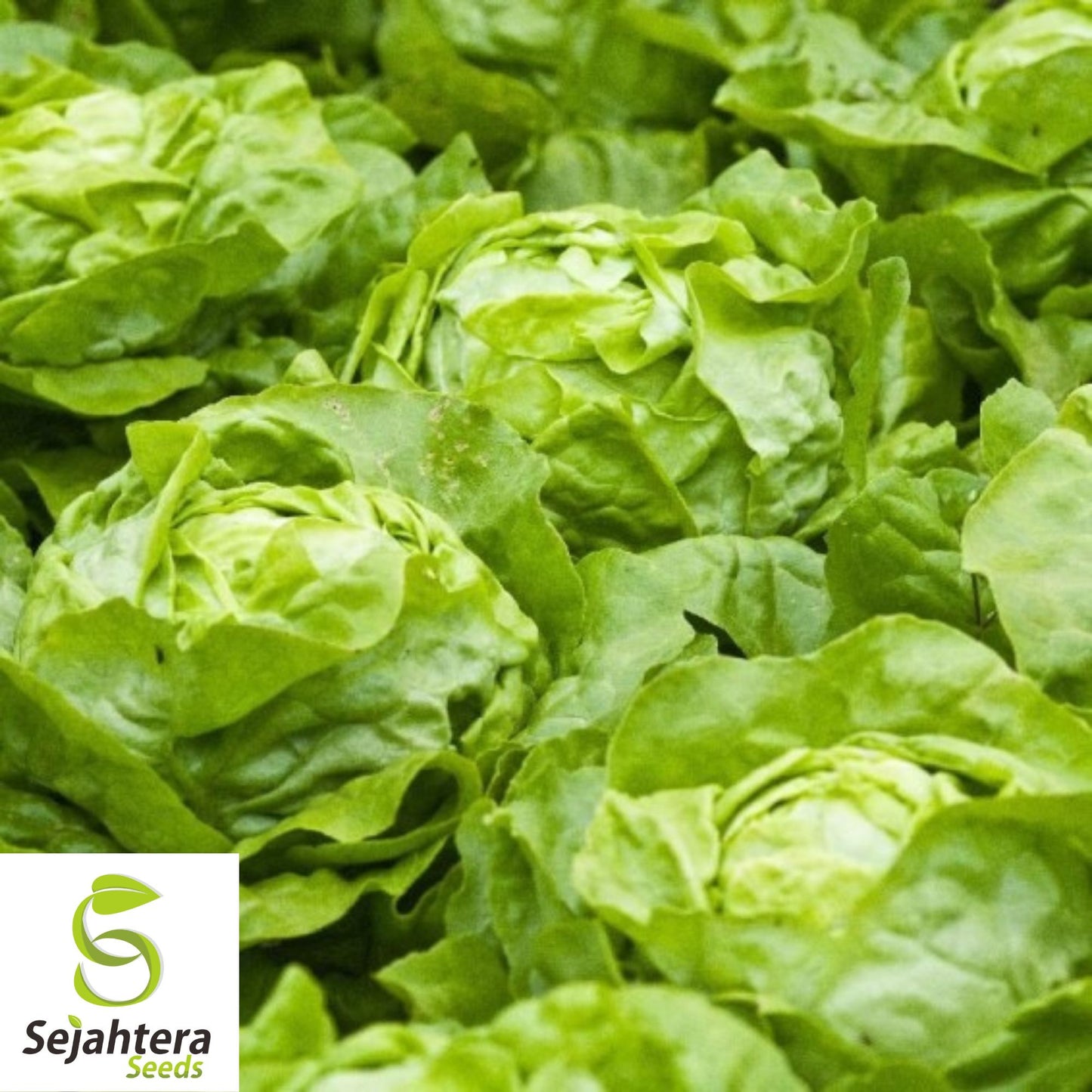 600+ White Boston Lettuce Seeds - Butterhead, Non-GMO, Crisp Garden Variety