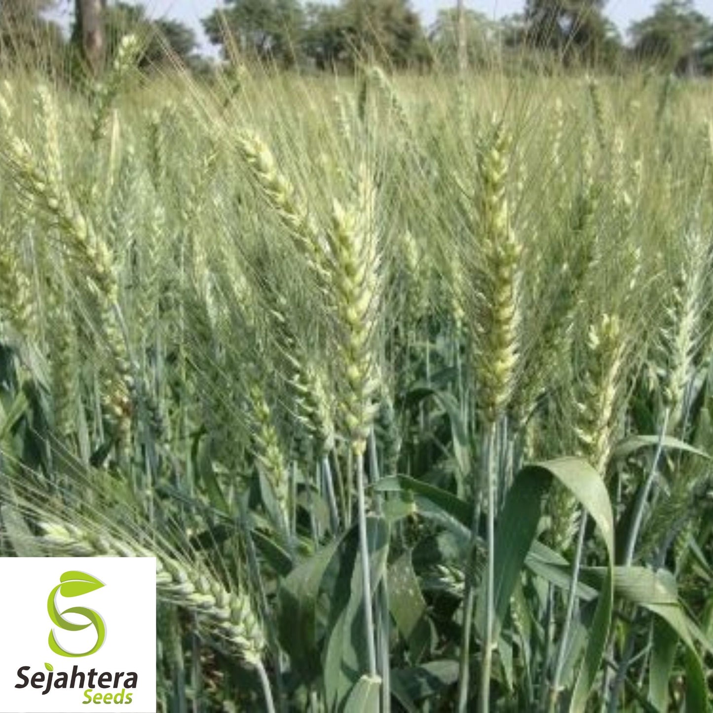 Einkorn Wheat Seeds - 200+ Organic Heirloom - Ancient Grain - Non-GMO