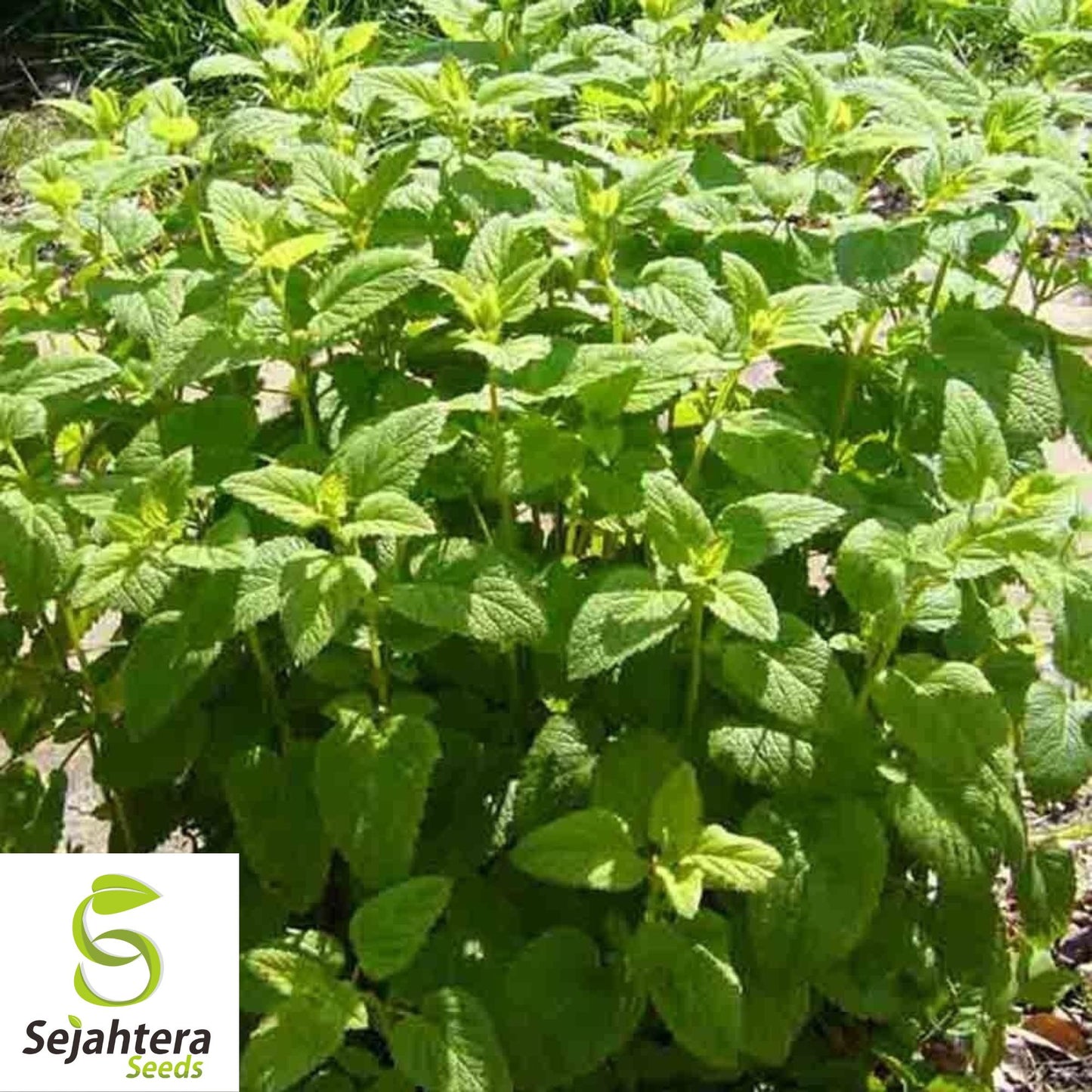 500+ Lemon Balm Seeds - Herb, Perennial & Natural Mosquito Repellent