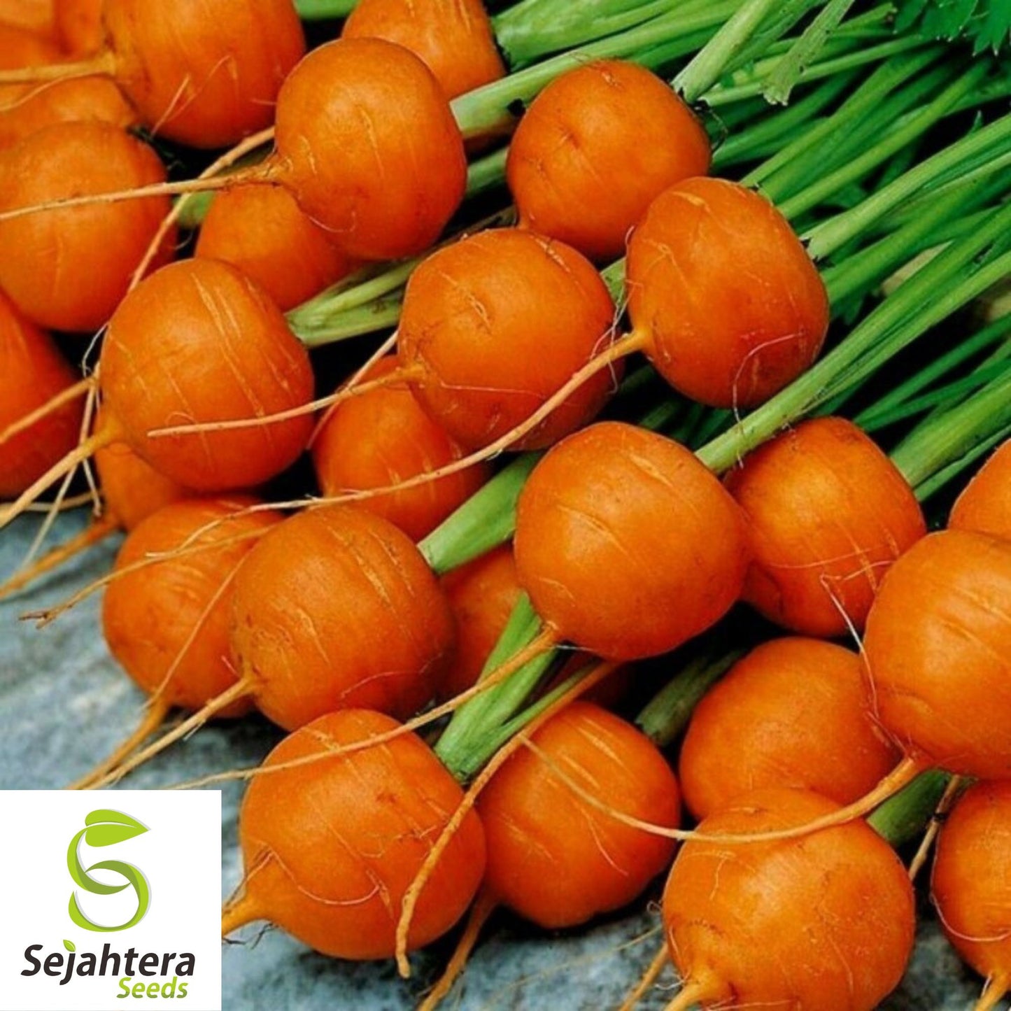 300 Parisian Market Carrot Seeds - Non-GMO, Round & Sweet Heirloom Variety