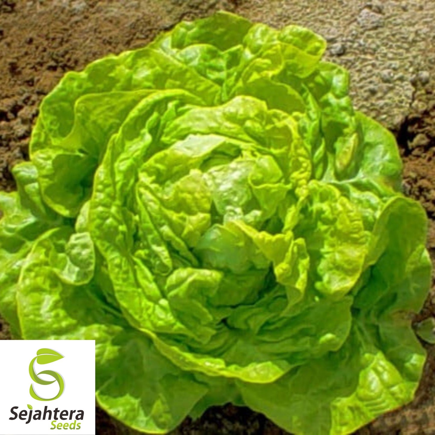 600+ White Boston Lettuce Seeds - Butterhead, Non-GMO, Crisp Garden Variety