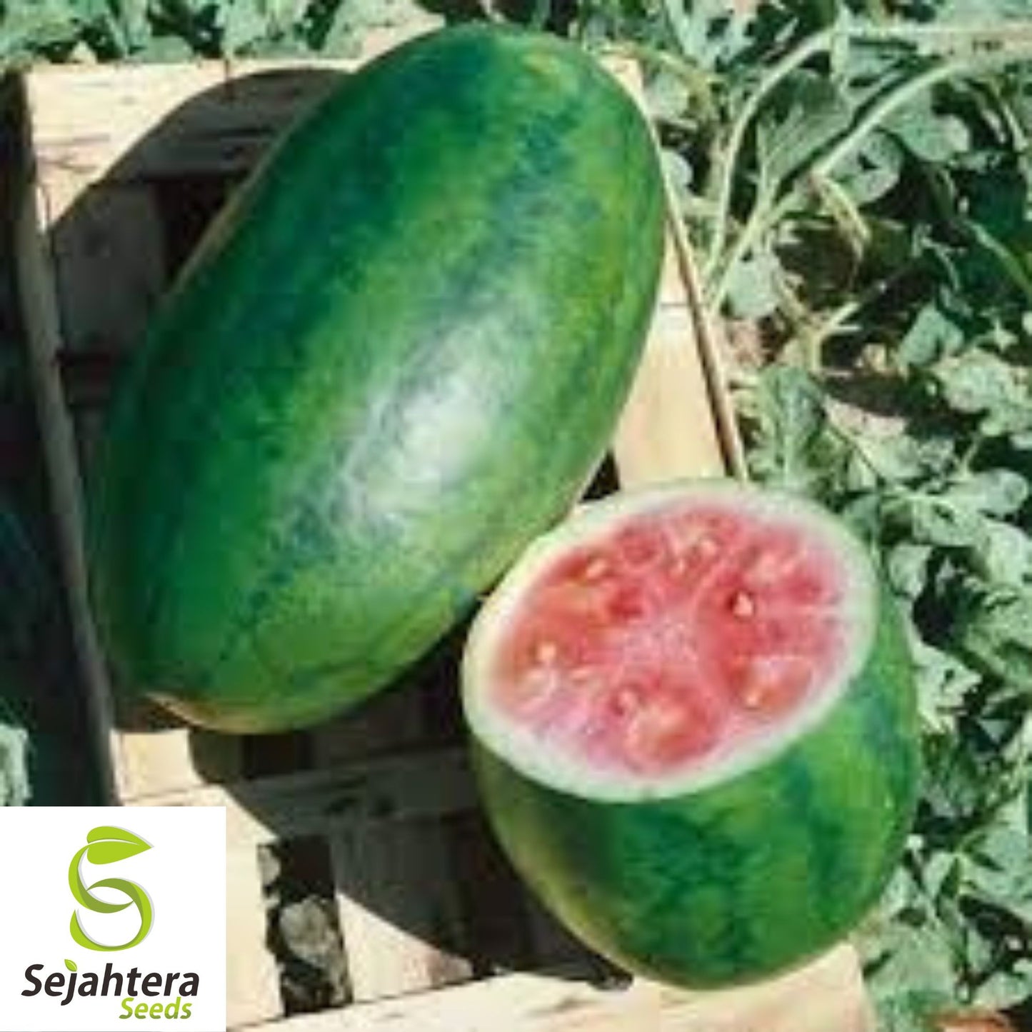 Congo Watermelon Seeds - 24+ Heirloom, Organic, Non-GMO & Large, Rare Variety