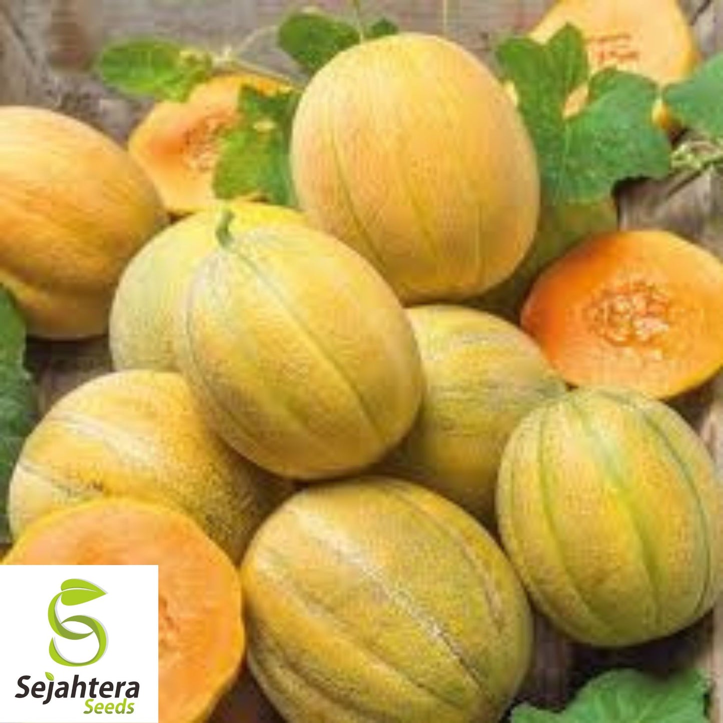 Midget Melon Cantaloupe Seeds {Organic} - 50 Seeds | 70-Day Harvest