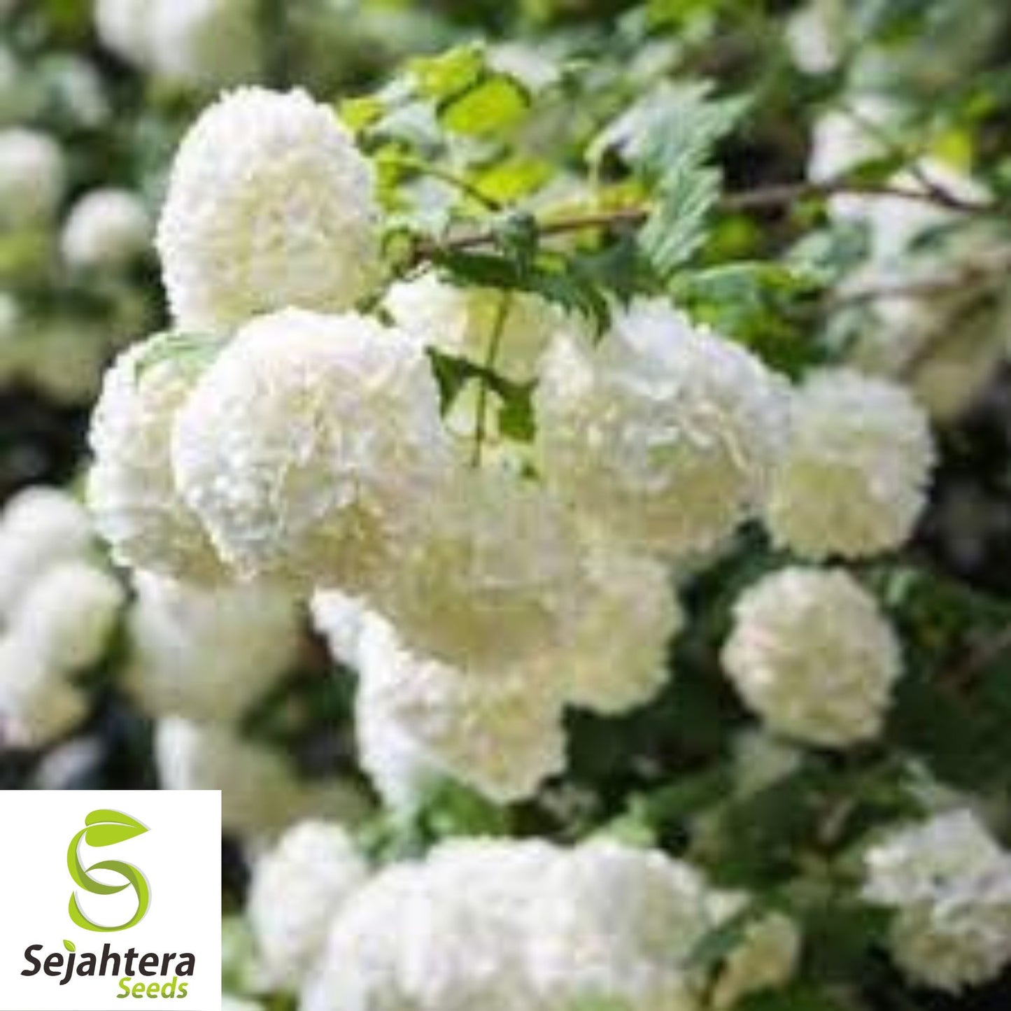 Chinese Snowball Seeds {Viburnum ichangense} 40 Seeds | Fast Growing