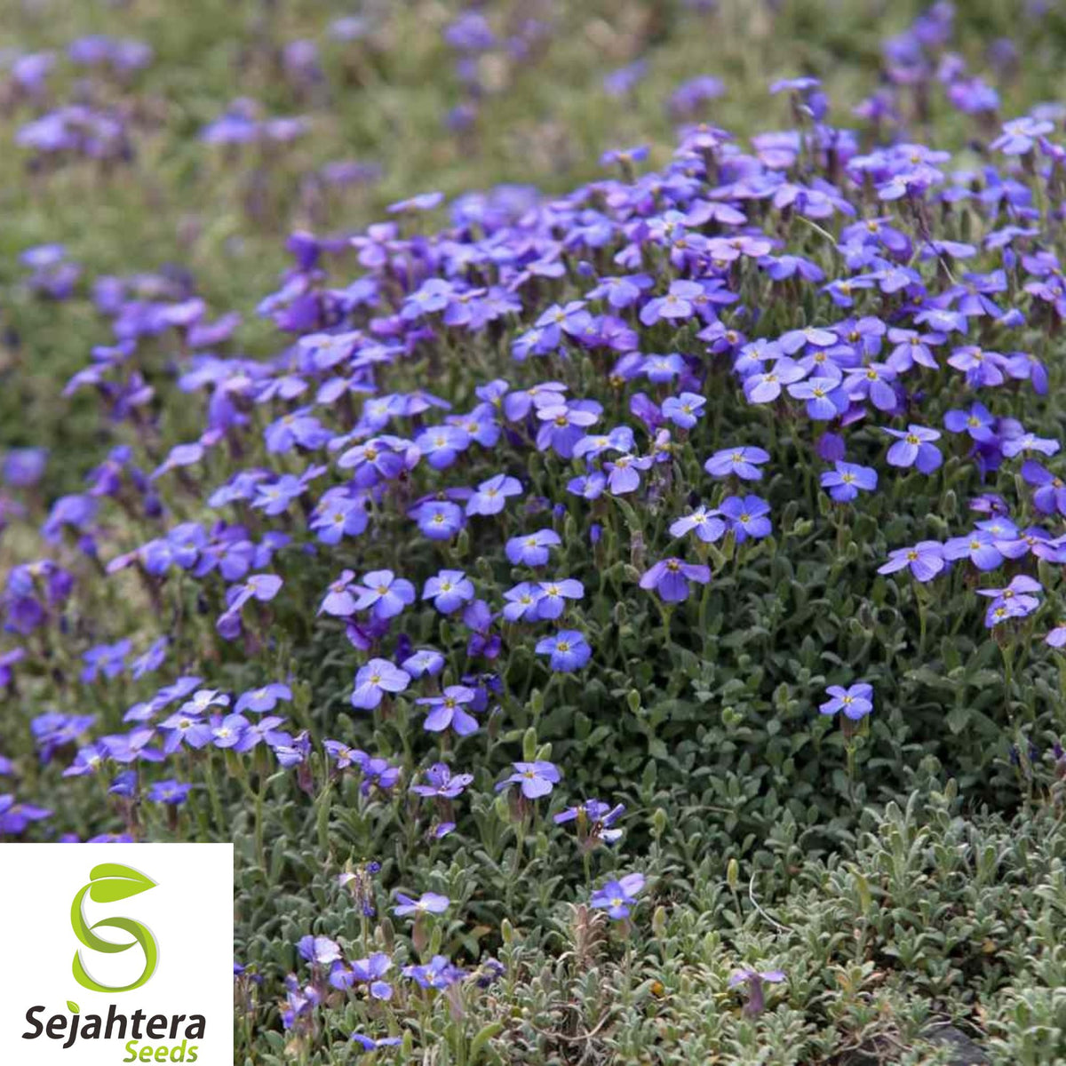 150+ Rock Cress Seeds - Aubrieta, Cascading Purple Flowers, Perennial Ground Cover