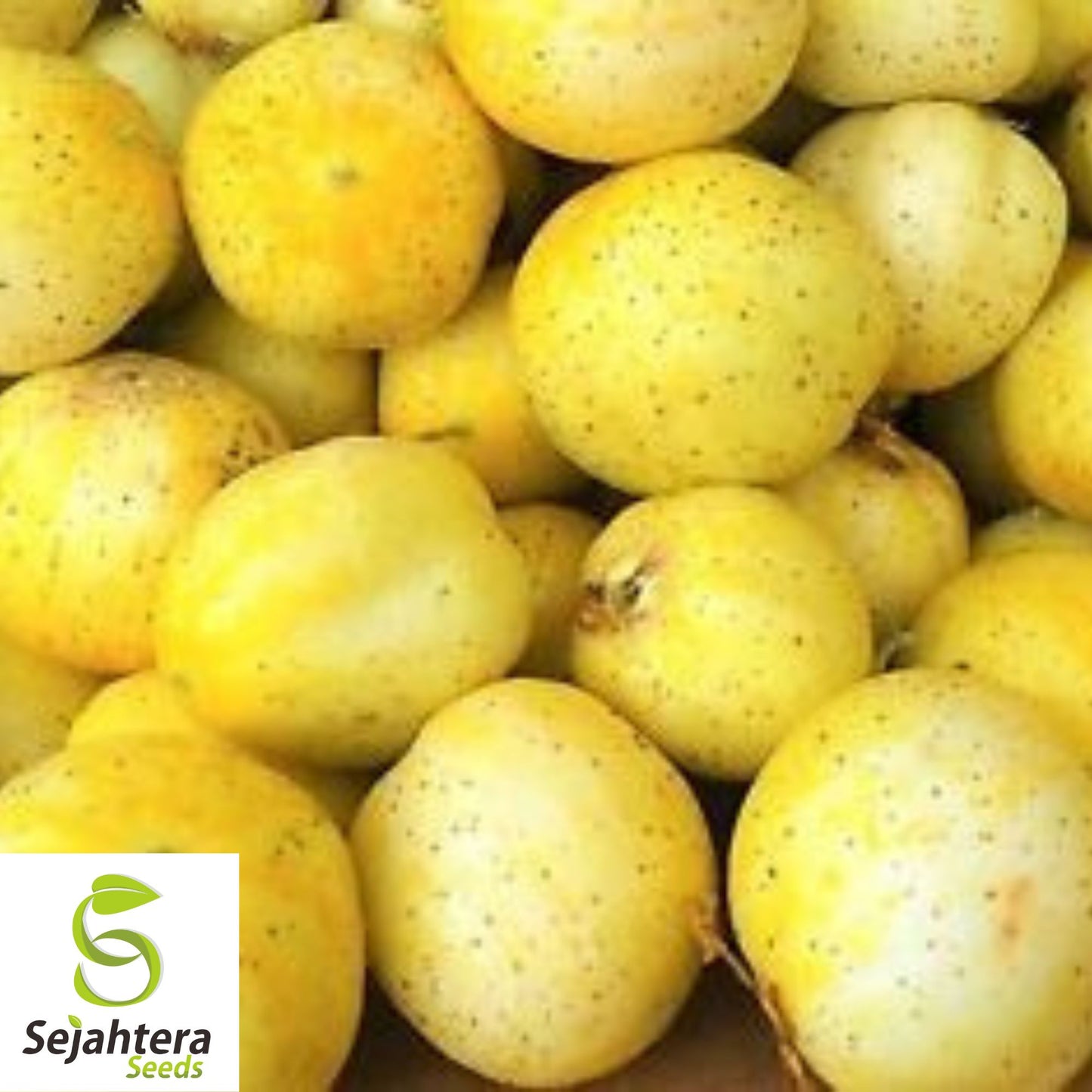 Lemon Cucumber Seeds - 50+ Heirloom, Non-GMO, Rare & Crisp Garden Favorite