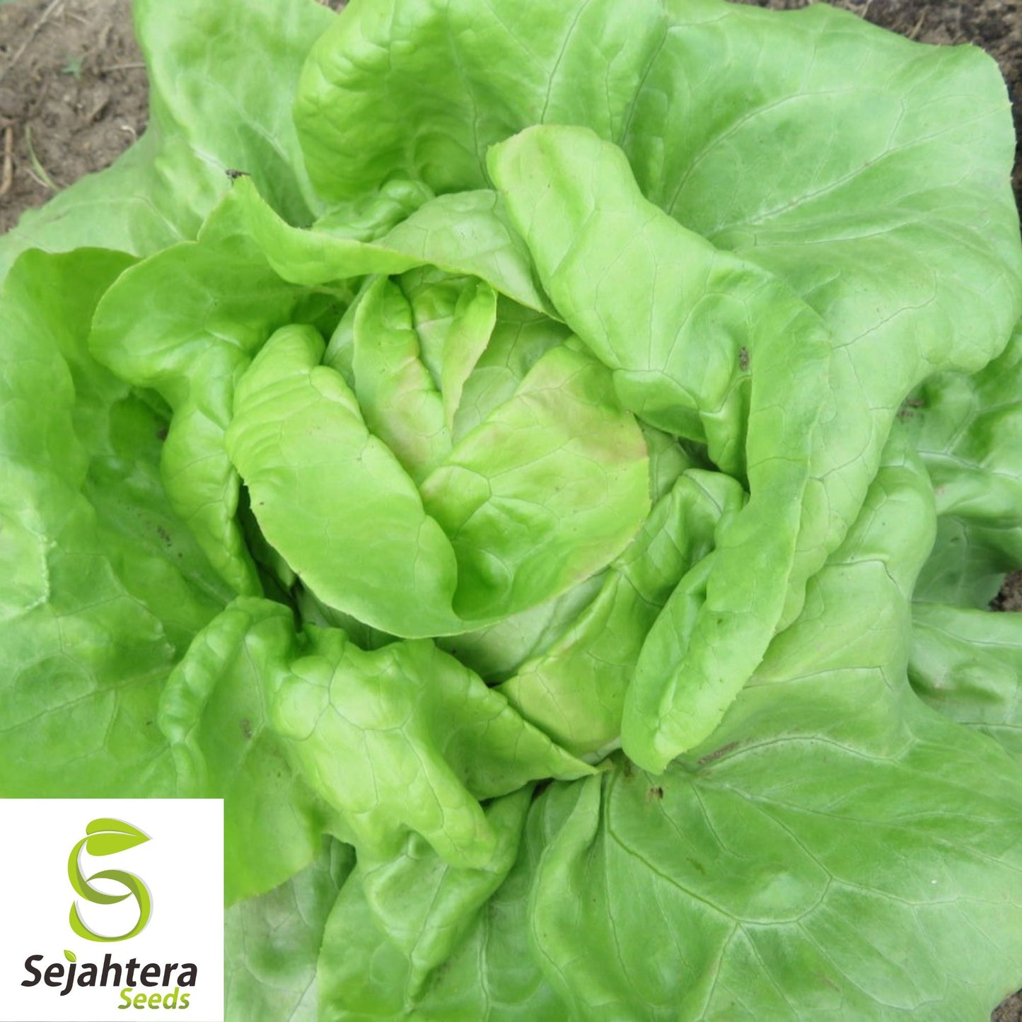 600+ White Boston Lettuce Seeds - Butterhead, Non-GMO, Crisp Garden Variety