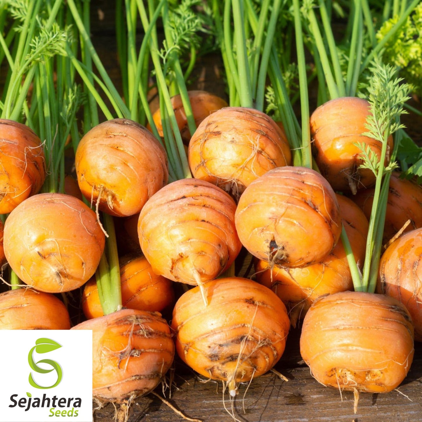 300 Parisian Market Carrot Seeds - Non-GMO, Round & Sweet Heirloom Variety