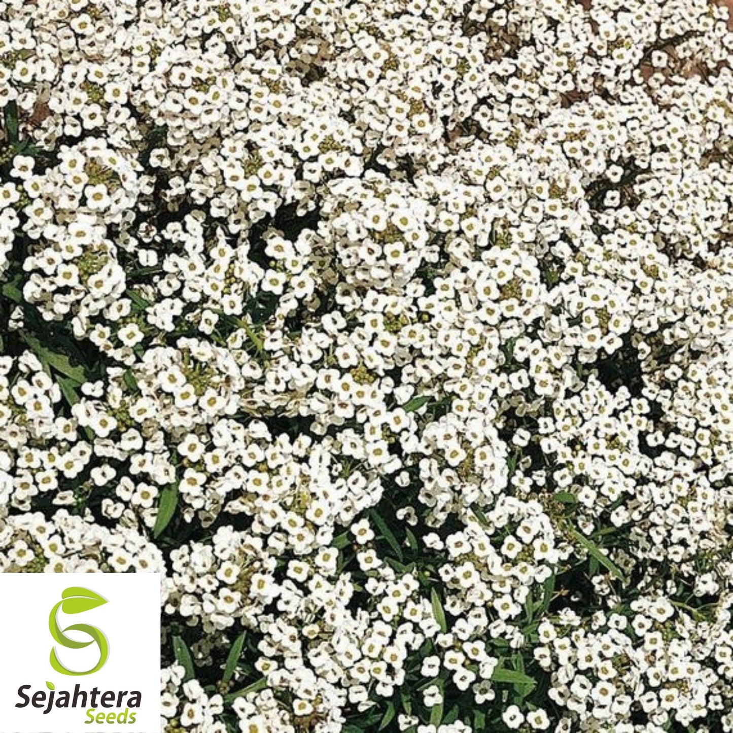 2000+ Sweet Alyssum Seeds - Carpet of Snow, White, Aromatic Annual Flowers