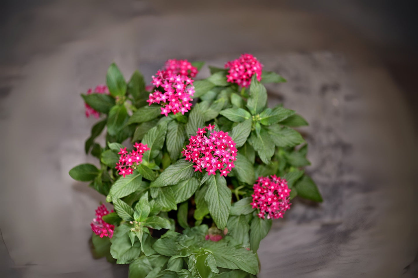 Pentas Plant 6in Pink Flowering Variety - Pentas lanceolata - Butterfly & Hummingbird Magnet for Garden