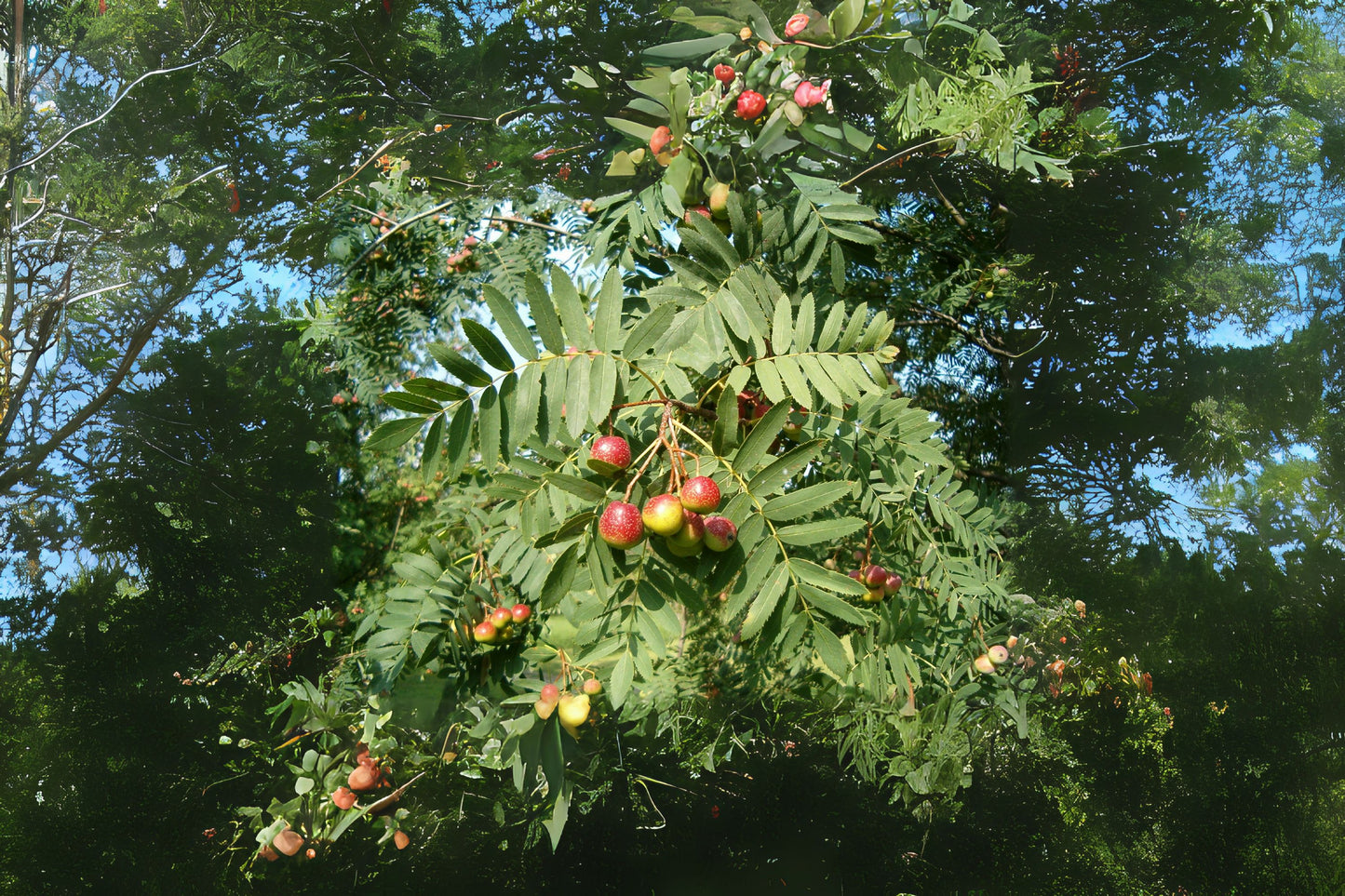 Service Tree (Sorbus domestica)