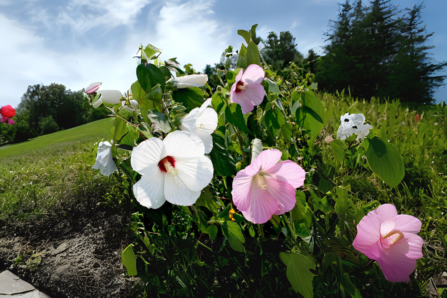 Common Rose Mallow Crimsoneyed Rosemallow Marsh Mallow (Hibiscus moscheutos)