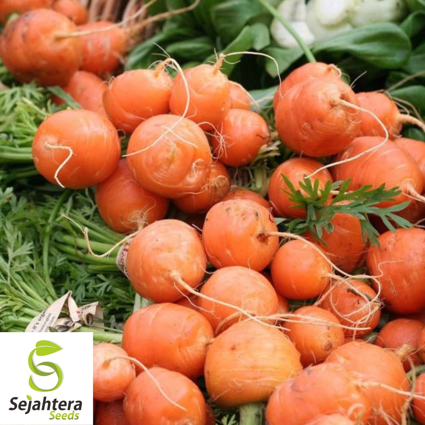 300 Parisian Market Carrot Seeds - Non-GMO, Round & Sweet Heirloom Variety
