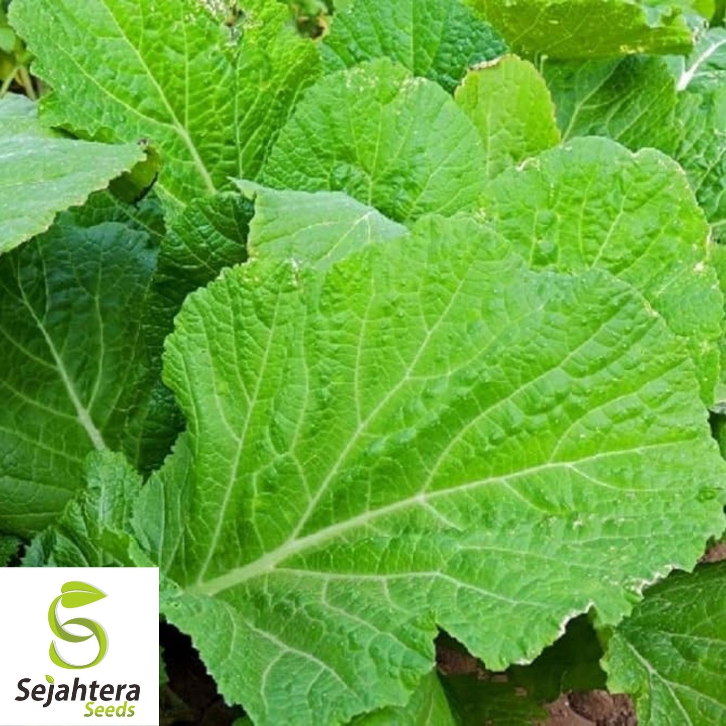 Florida Broadleaf Mustard Seeds 1000+ | Heirloom NON-GMO Vegetable USA