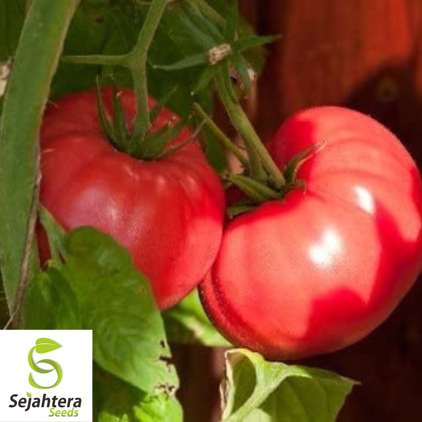 50 Red Brandywine Tomato Seeds - Heirloom, Non-GMO & Flavorful Variety