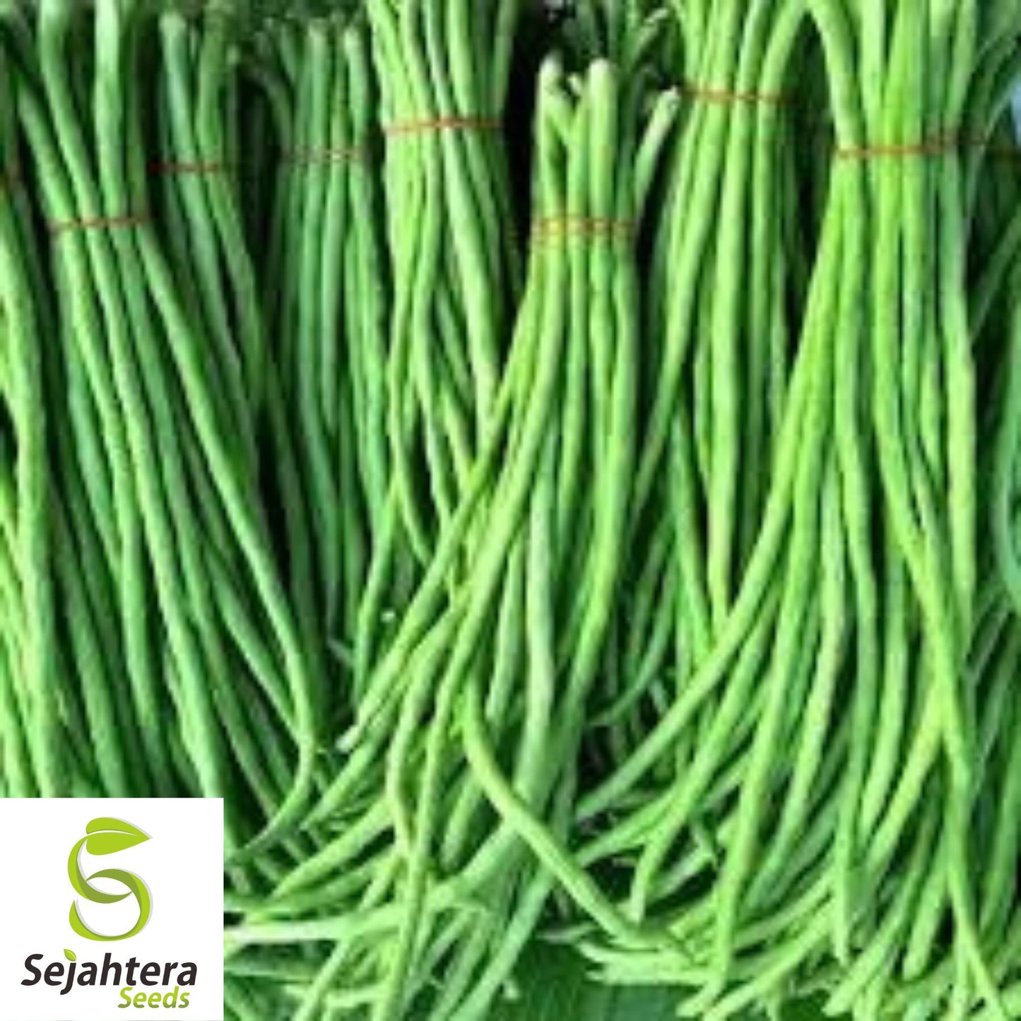Dark Green Yard Long Bean Seeds - 120+ Heirloom, Organic, Non-GMO & Fresh