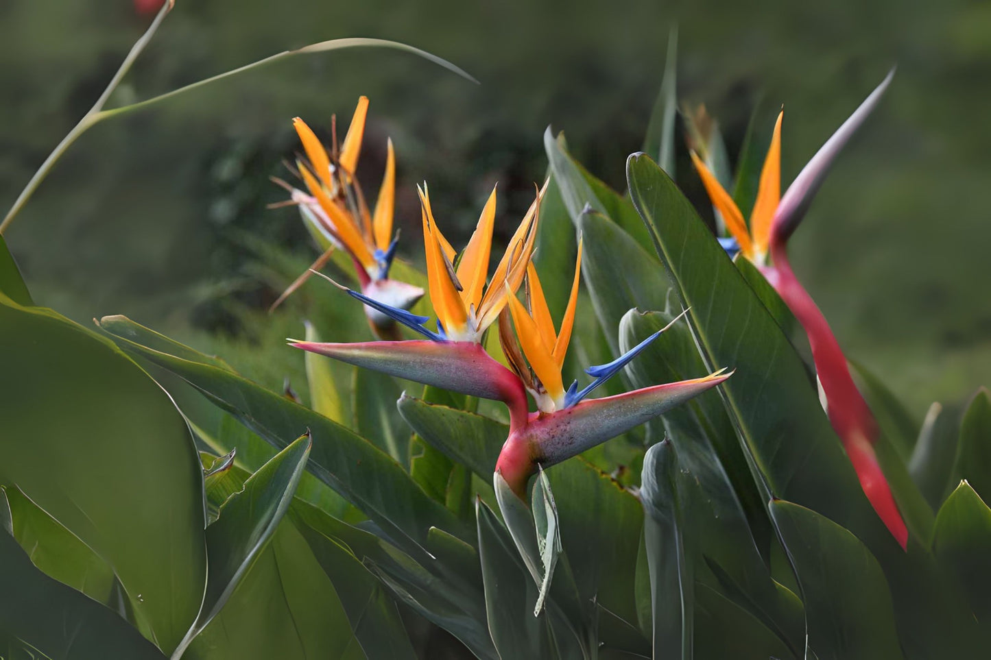 Bird-of-paradise -tree (Strelitzia nicolai)