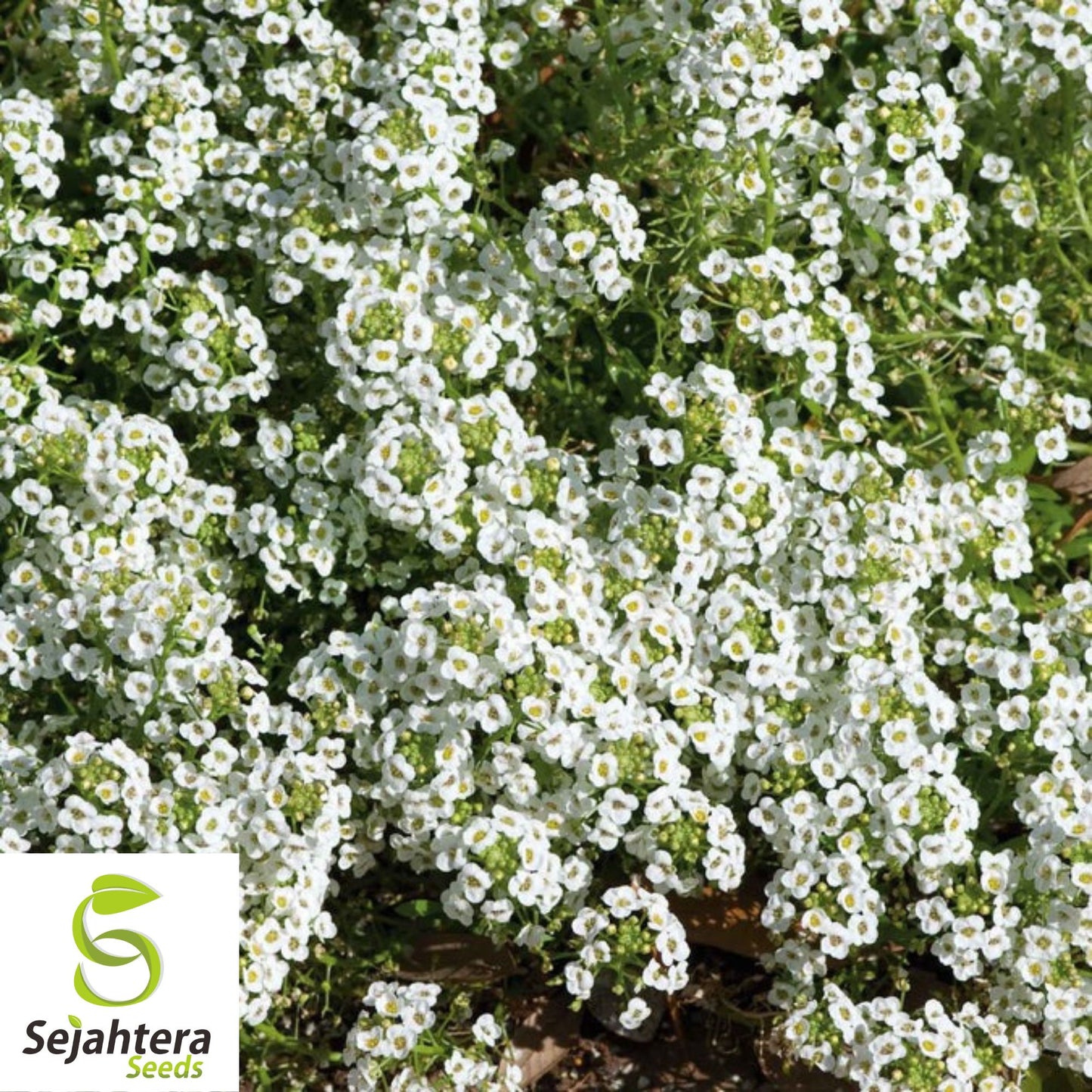 2000+ Sweet Alyssum Seeds - Carpet of Snow, White, Aromatic Annual Flowers