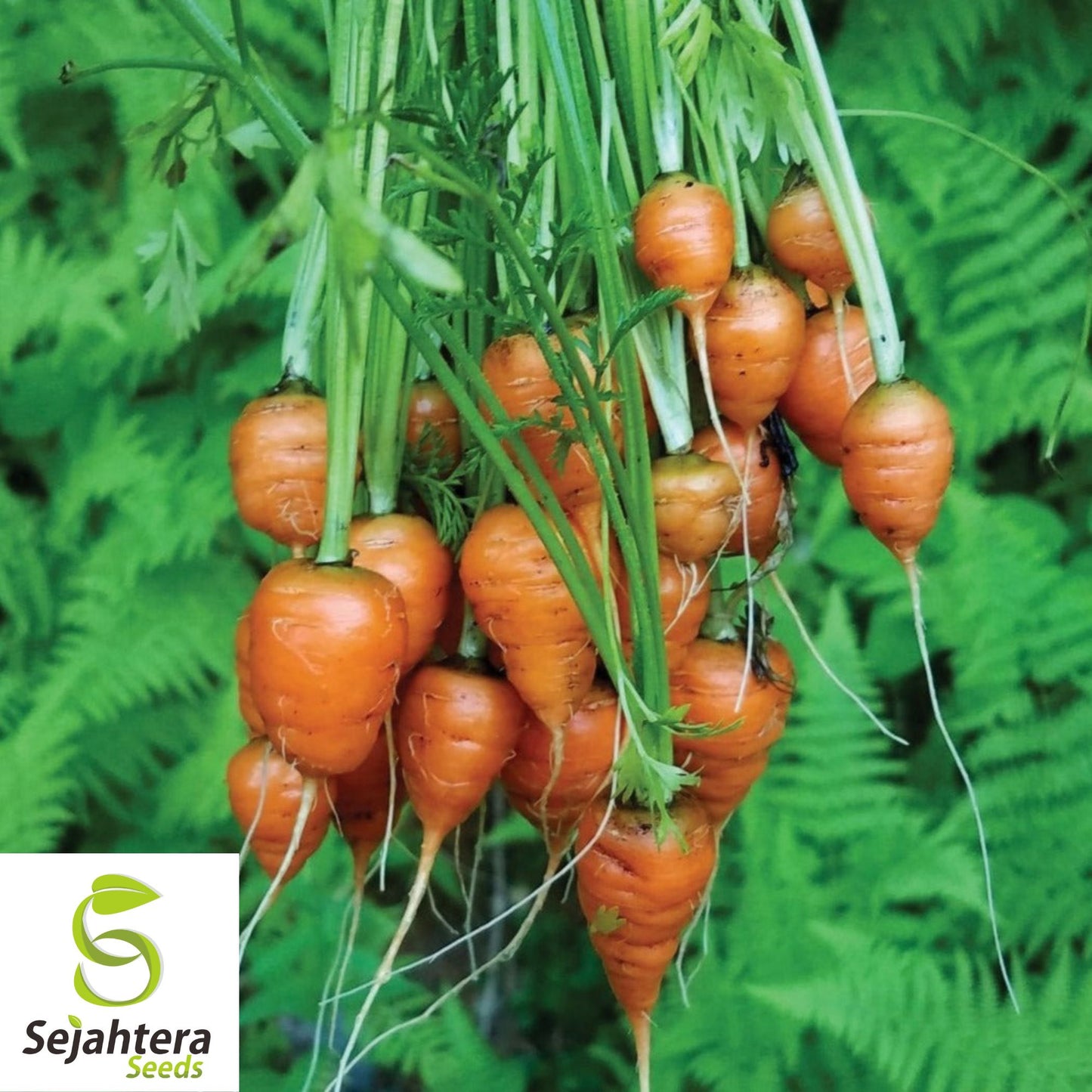 300 Parisian Market Carrot Seeds - Non-GMO, Round & Sweet Heirloom Variety
