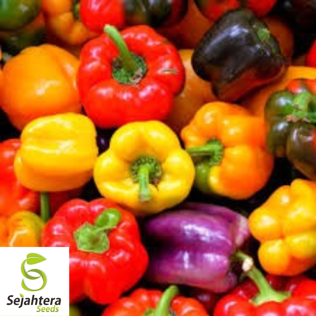 Rainbow Bell Pepper Seeds - 10+ Heirloom, Colorful Mix, Non-GMO & Fresh