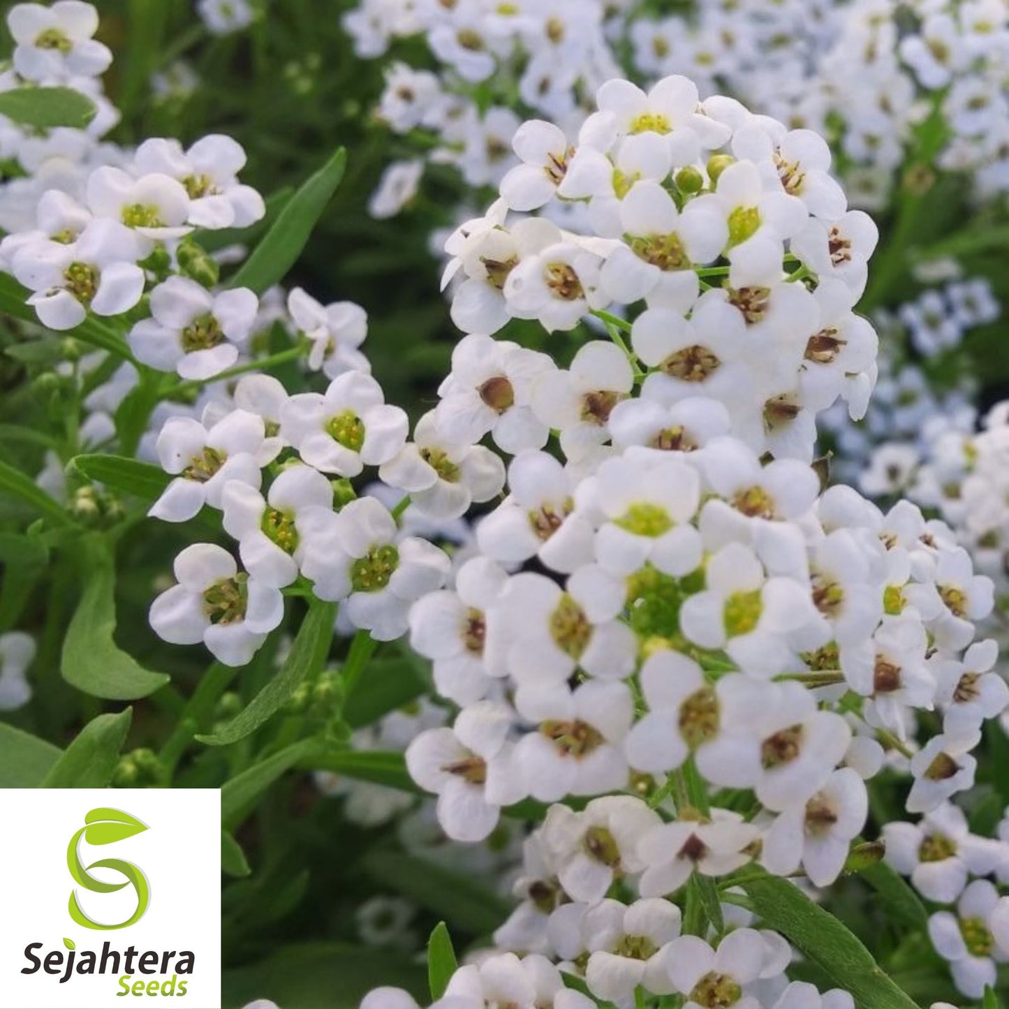 2000+ Sweet Alyssum Seeds - Carpet of Snow, White, Aromatic Annual Flowers