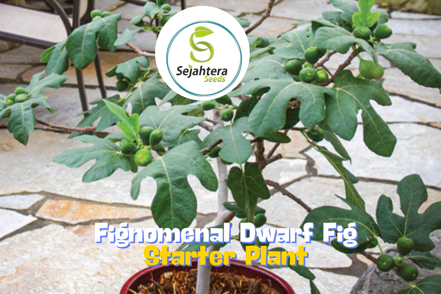 Fignomenal Dwarf Fig Tree – Self-Fertile Compact Fig Plant