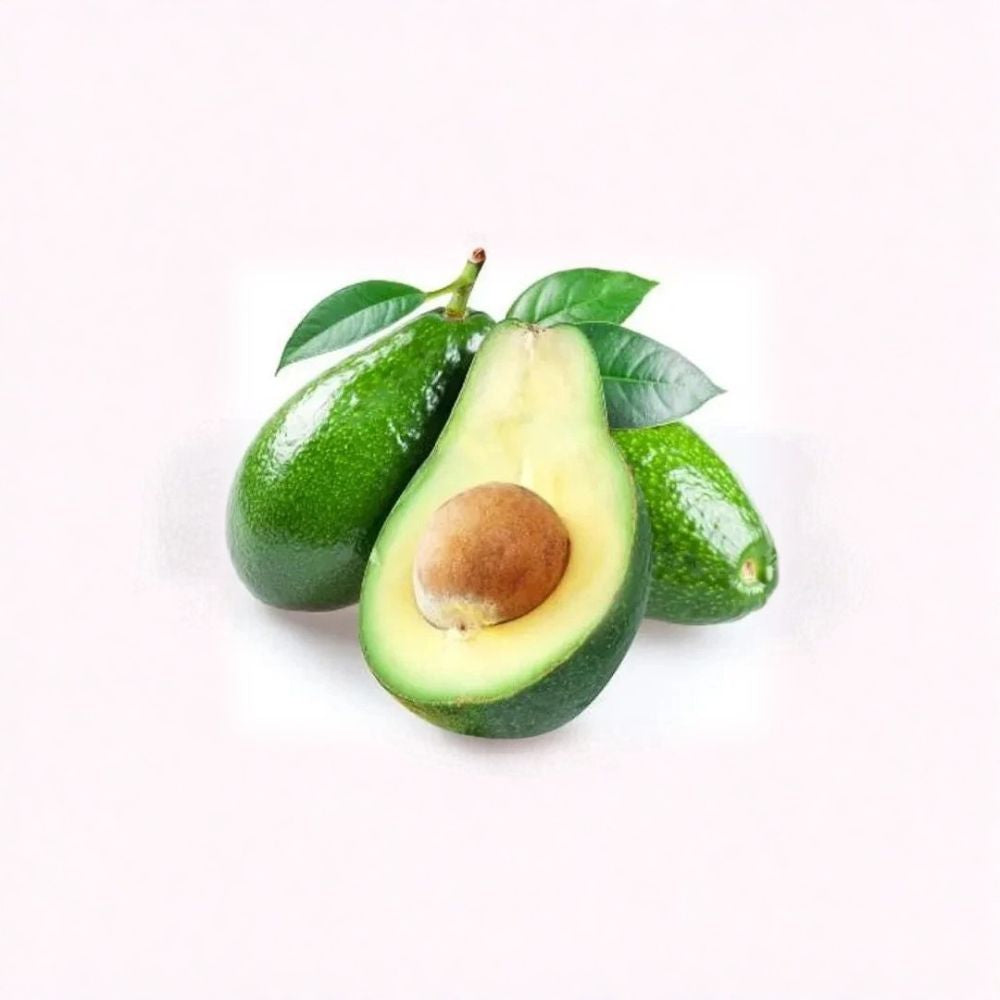 Fuerte Avocado Tree – Persea americana Live Avocado Plant | Up to 2 Feet Tall | Heat Pack Included Cold-Tolerant Variety | Excellent Fruit Quality | Winter Shipping Protection
