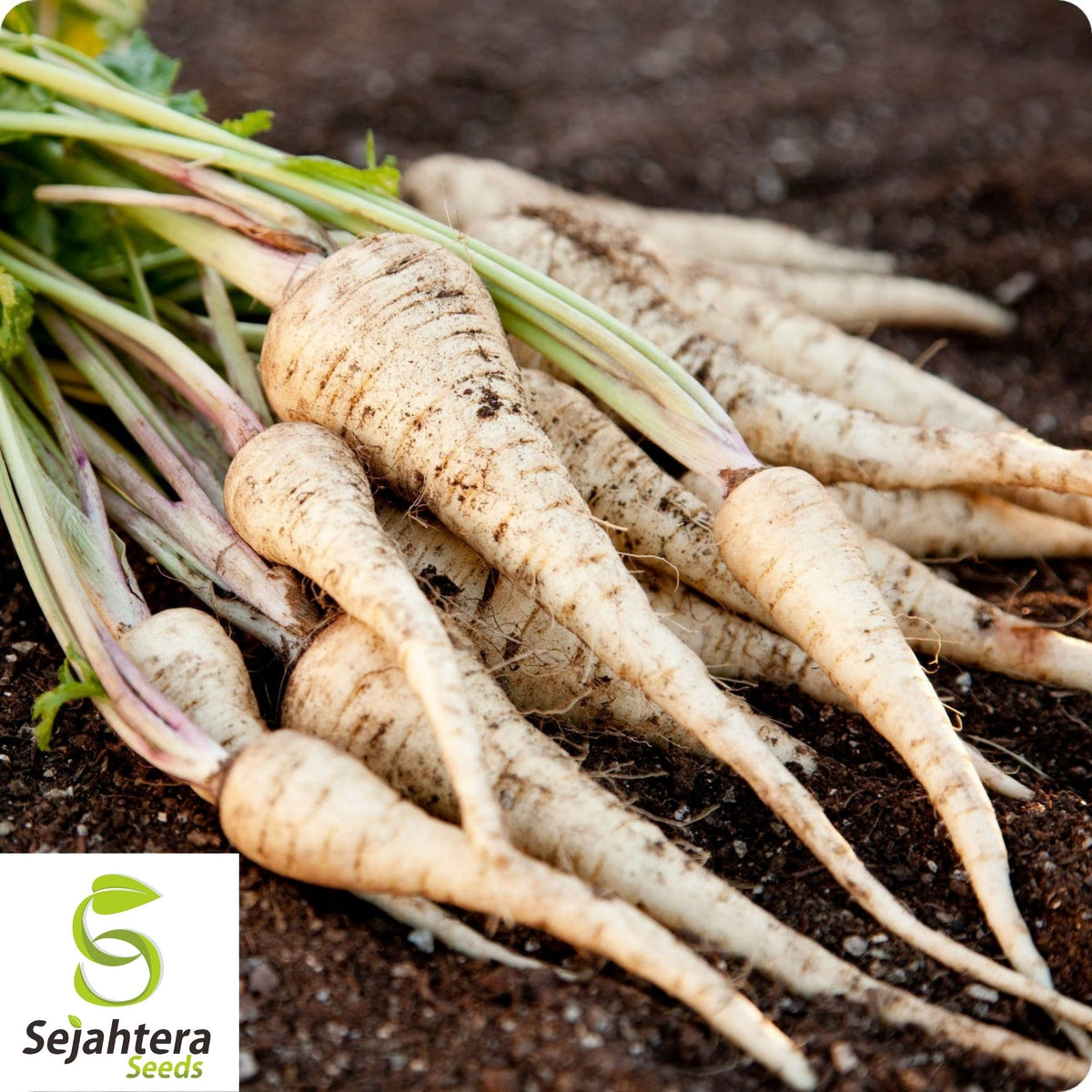 Parsnip Harris Early Model Seeds 200+ | Vegetable NON-GMO USA