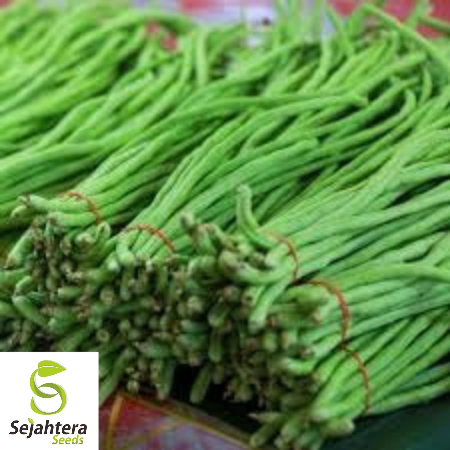 Dark Green Yard Long Bean Seeds - 120+ Heirloom, Organic, Non-GMO & Fresh