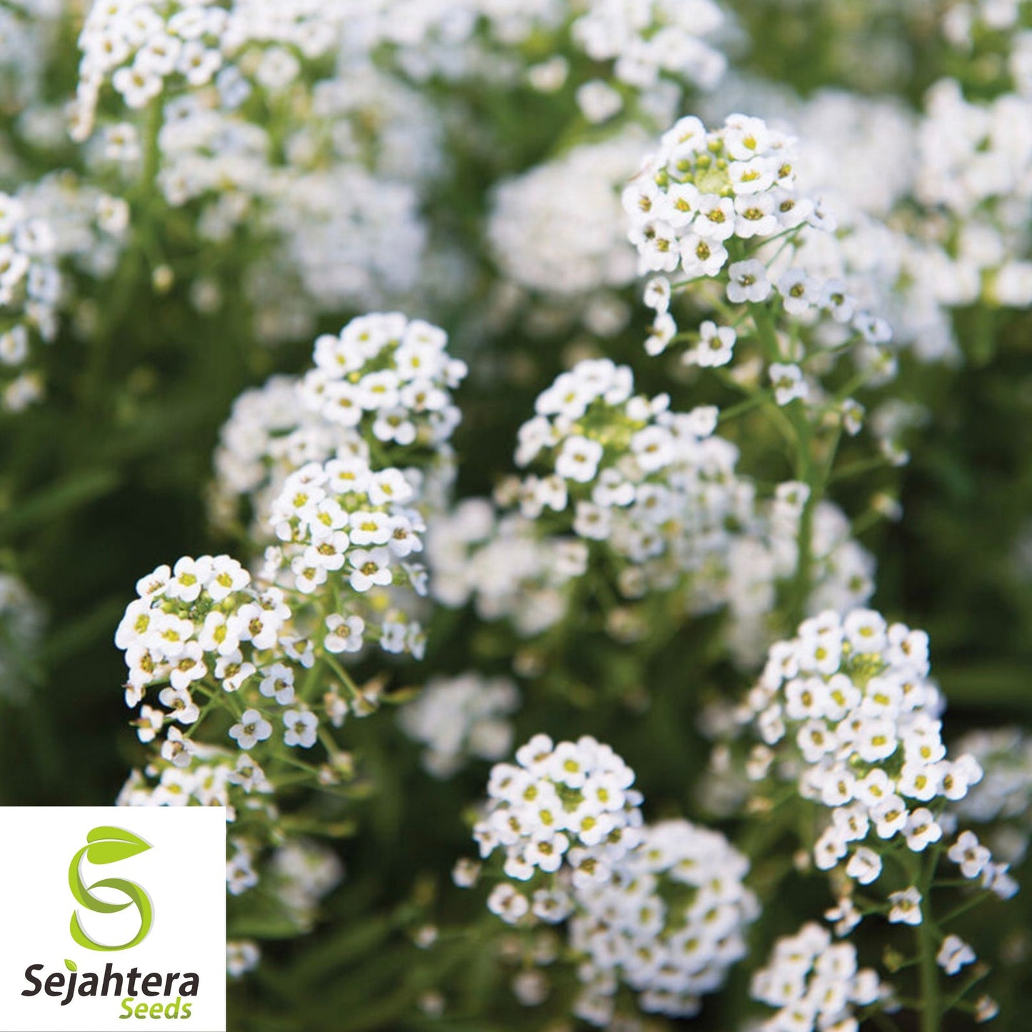 2000+ Sweet Alyssum Seeds - Carpet of Snow, White, Aromatic Annual Flowers