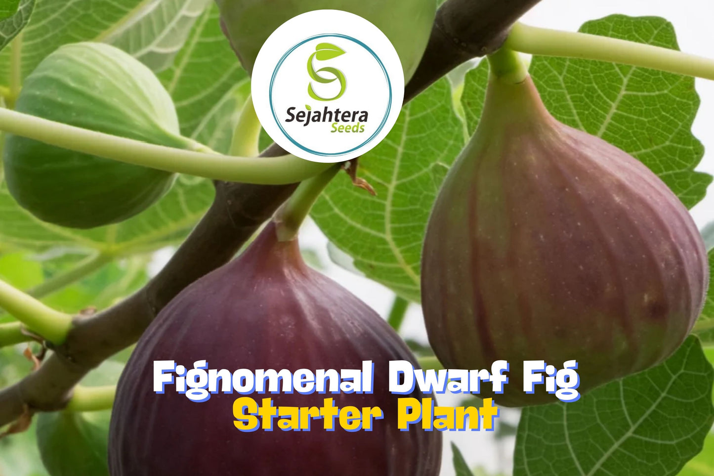Fignomenal Dwarf Fig Tree – Self-Fertile Compact Fig Plant