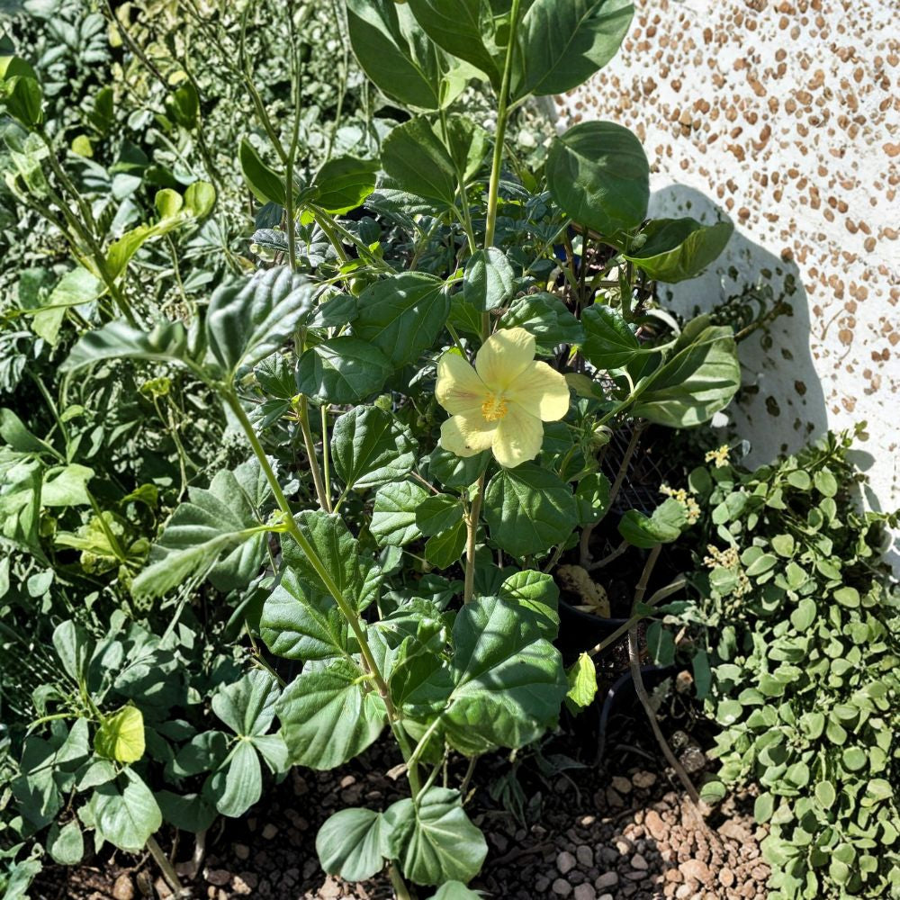 Pavonia praemorsa – Yellow Mallow Live Flowering Shrub | 1 Foot Tall | Shipped in 1 Gallon Pot Bright Yellow Blooms | Tropical Garden Accent | Sun-Loving Plant