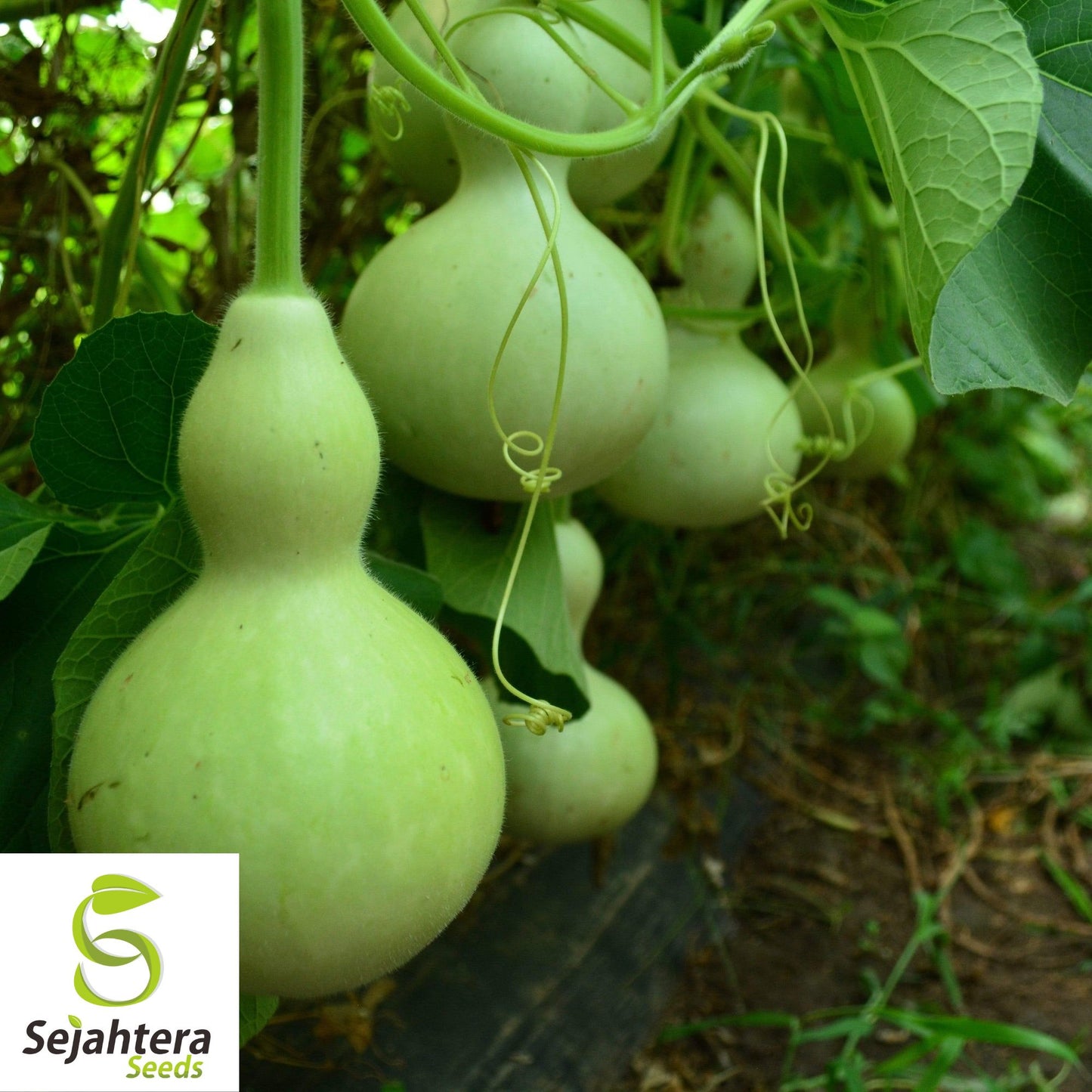 10 Birdhouse Gourd Seeds - Heirloom, Non-GMO & Decorative Garden Variety