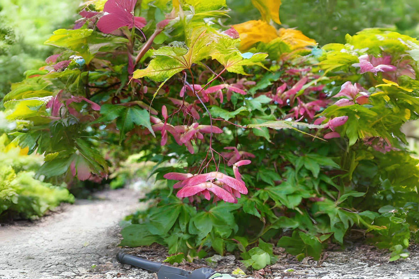 Japanese Maple Small Seeded Japanese Maple (Acer palmatum small seeded)