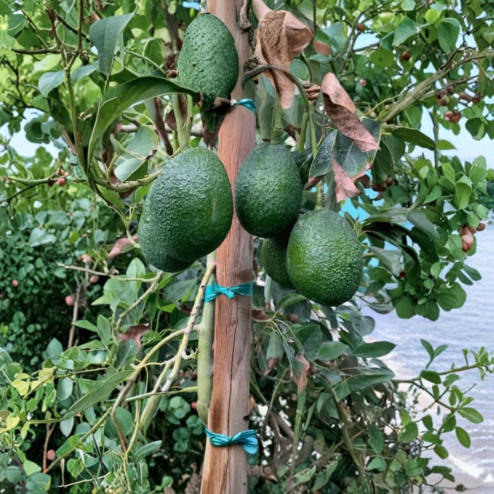 Grafted Wurtz Avocado Tree (Little Cado) – Persea americana Live Fruit Tree | 1 Gallon Nursery Pot Dwarf Variety | Self-Pollinating | Perfect for Container Gardening