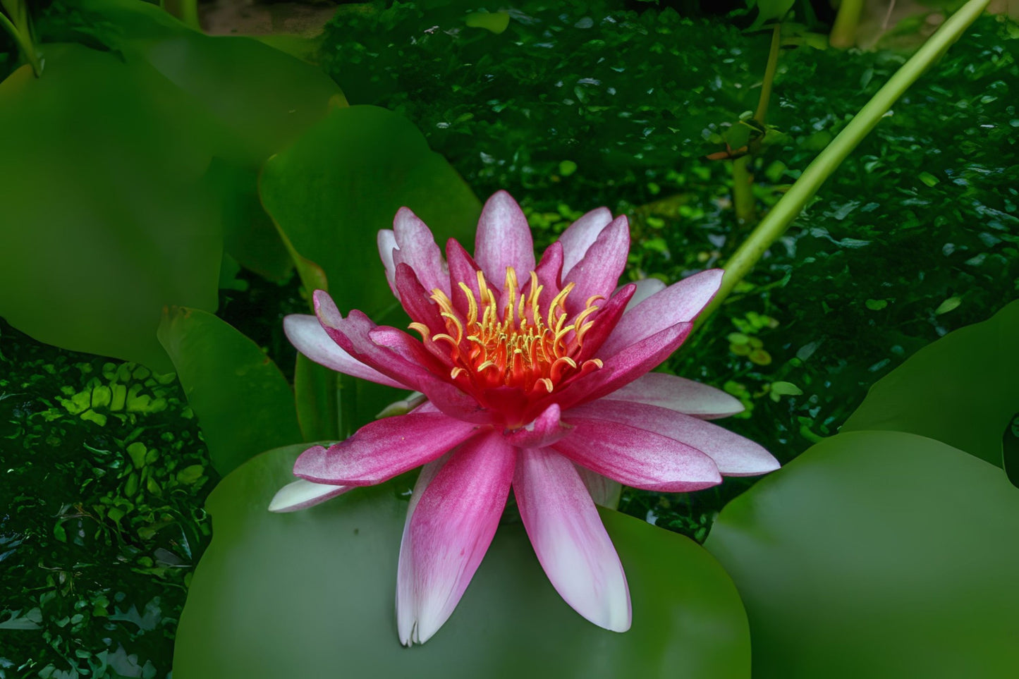 Winter Hardy Lily 3 Pack - Nymphaea 'Attraction' - Red Cup-Shaped Flowers - Great for Ponds & Water Gardens