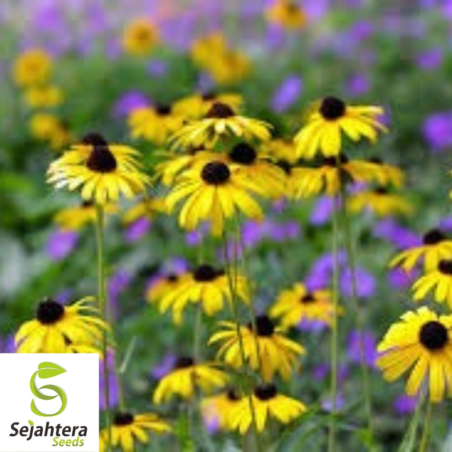 Black Eyed Susan Seeds {Rudbeckia hirta} 2,500+ Yellow Flower Seeds