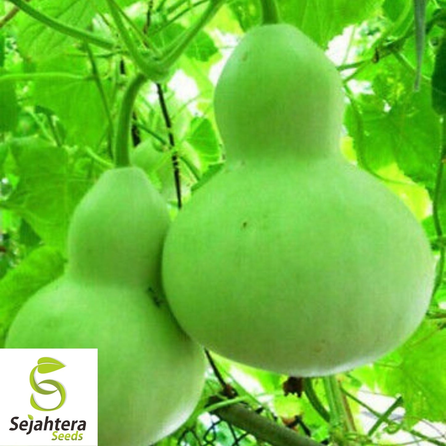 Birdhouse Gourd Seeds | Calabash, Chinese Buddha Squash, White-Flowered Gourd 10+ Seeds