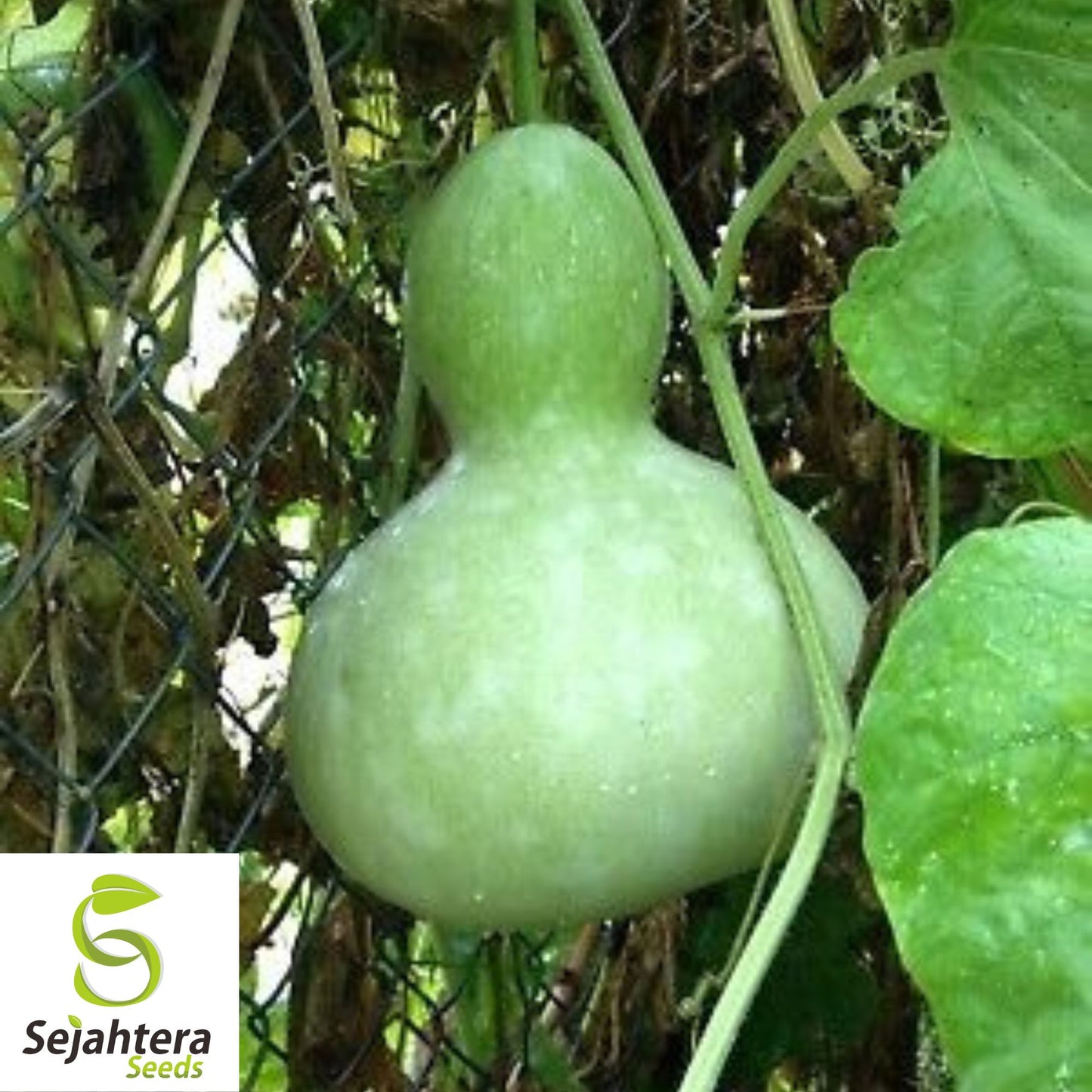 10 Birdhouse Gourd Seeds - Heirloom, Non-GMO & Decorative Garden Variety