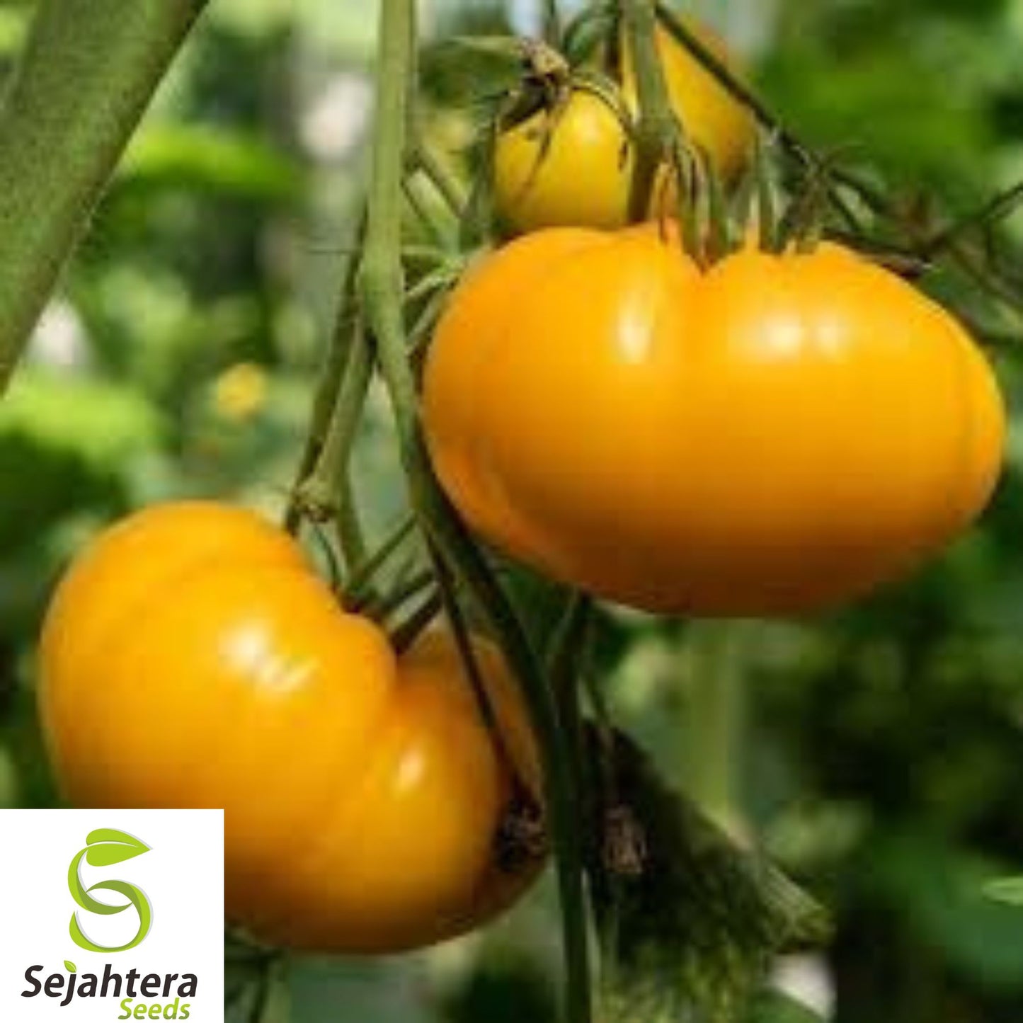 120+ Kellogg's Breakfast Tomato Seeds – Heirloom, Organic, Non-GMO, Rare & Sweet