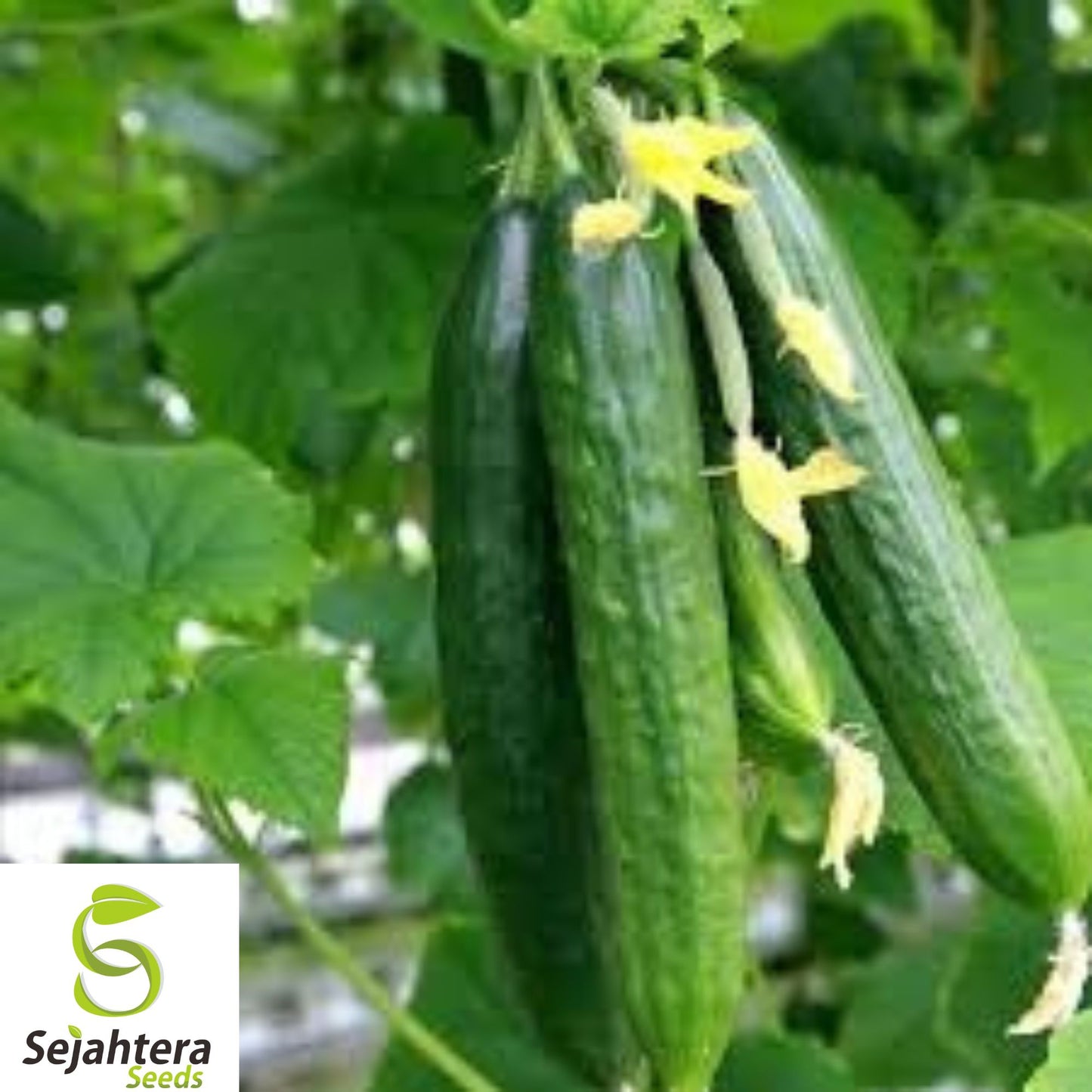 100+ Muncher Cucumber Seeds - Heirloom, Organic, Non-GMO, Burpless & Crisp
